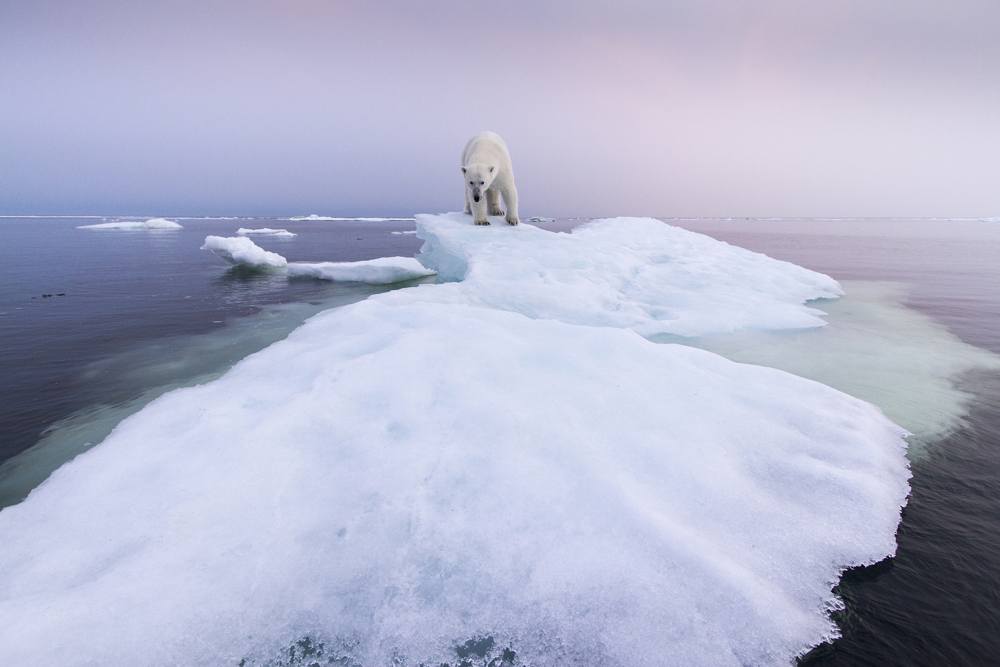 polar bear, hudson bay, canada