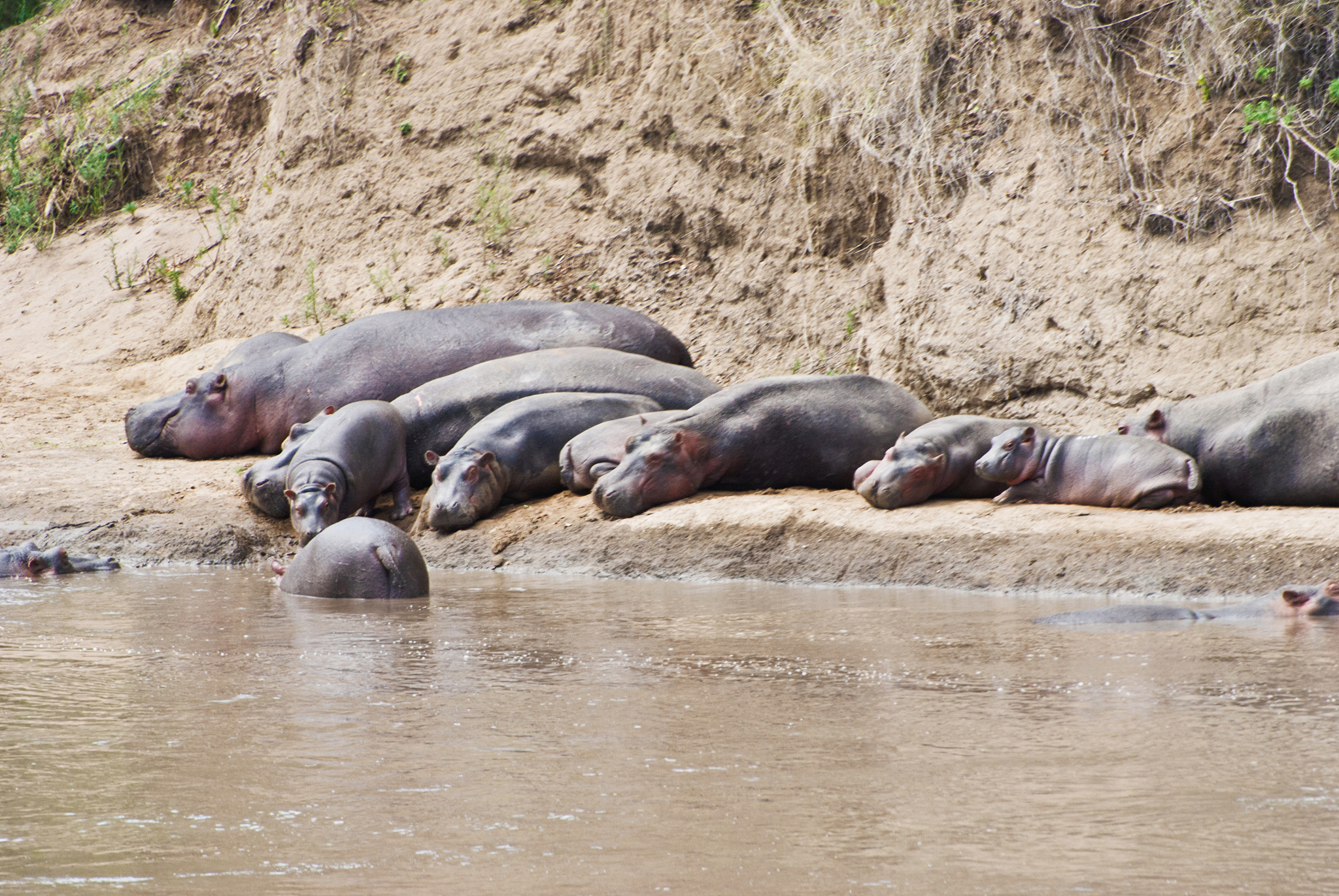 herd of hippos (hippopotamus amphibius) lying by a muddy river
