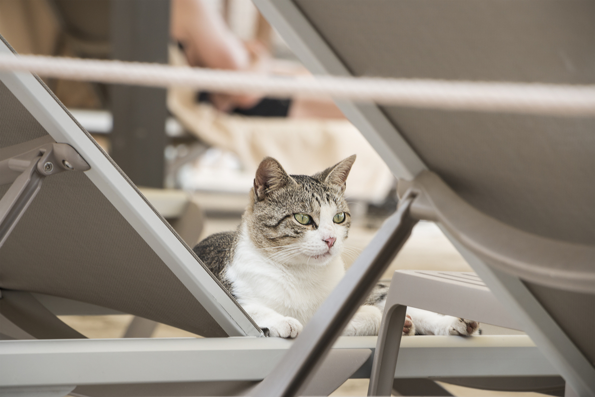 以如何应对猫咪不停叫着要出门的情况重新编写标题写一篇1100字文章