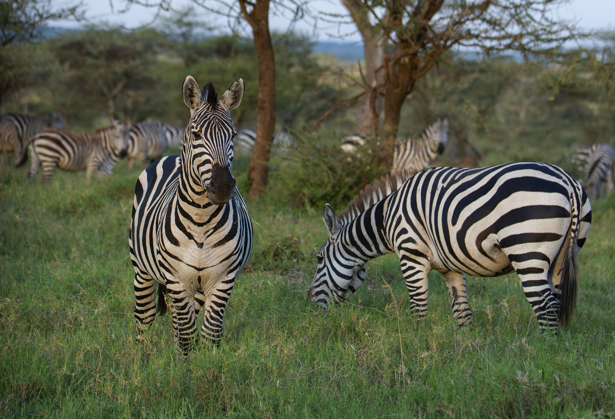 herd of zebra in the wild savannah, serengeti national park, tan