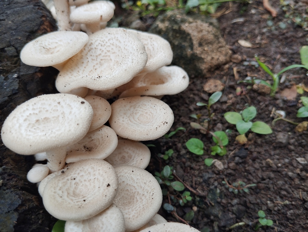 一、生产部门：小品种菇陆续配合发货海林种植基地7月9日发货元蘑90000包、滑子菇25000包、榆黄蘑97000包、大球盖菇49000包。7月12日发货灵芝17000包、猴头菇35000包共计313000包。接着写