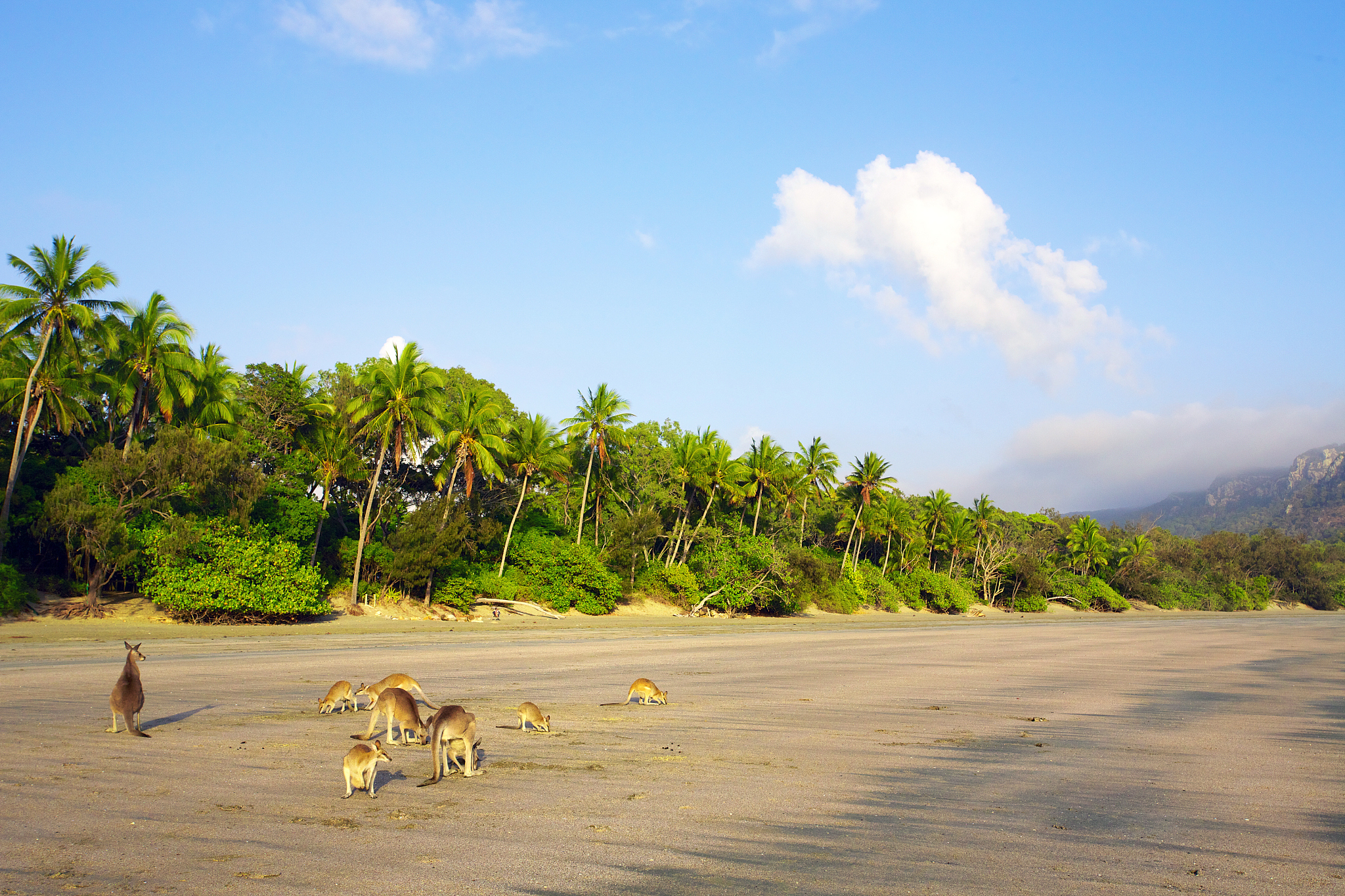 kangaroos on tropical beach