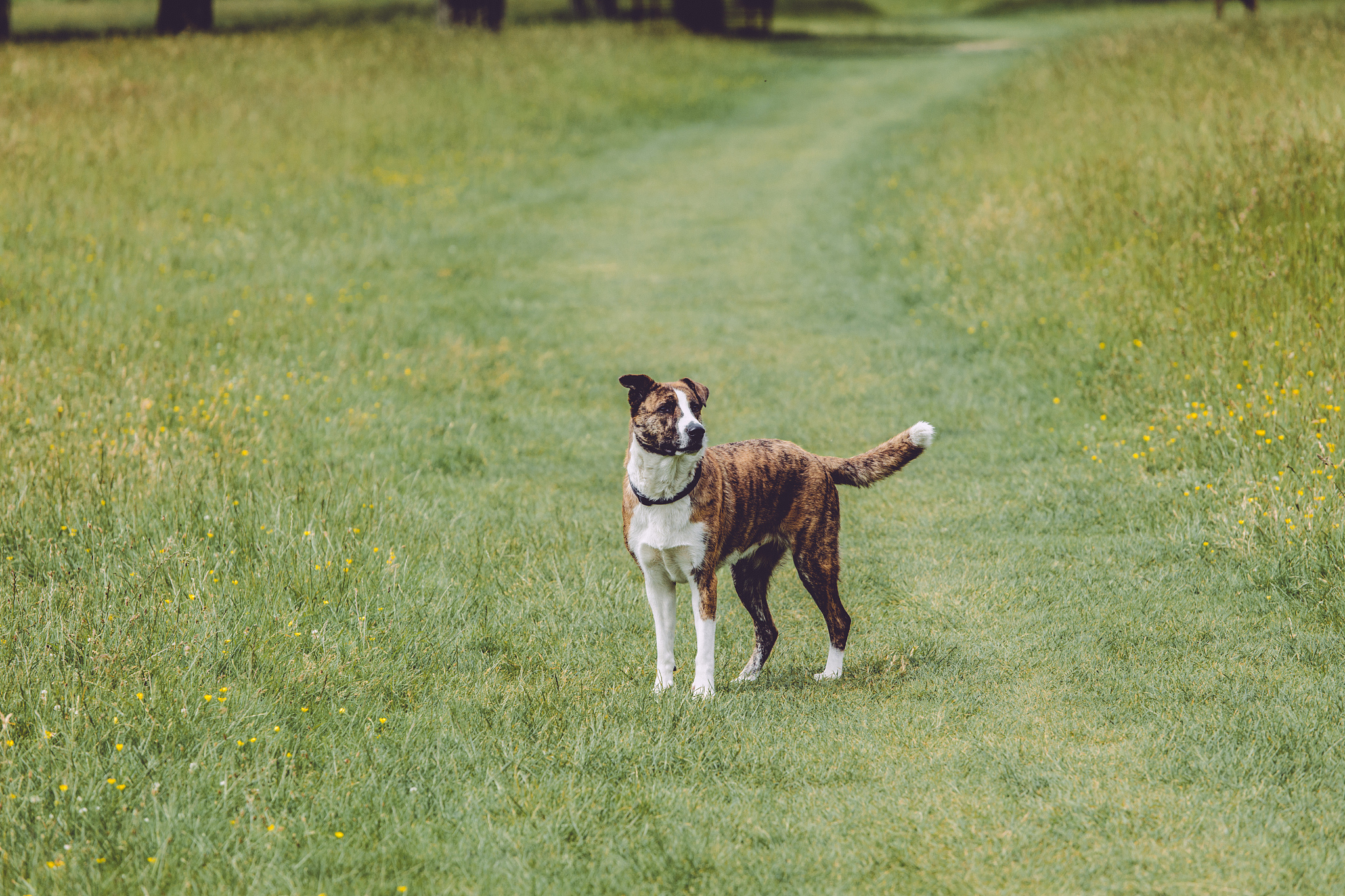 画一幅画出来。关键字：宠物、草坪