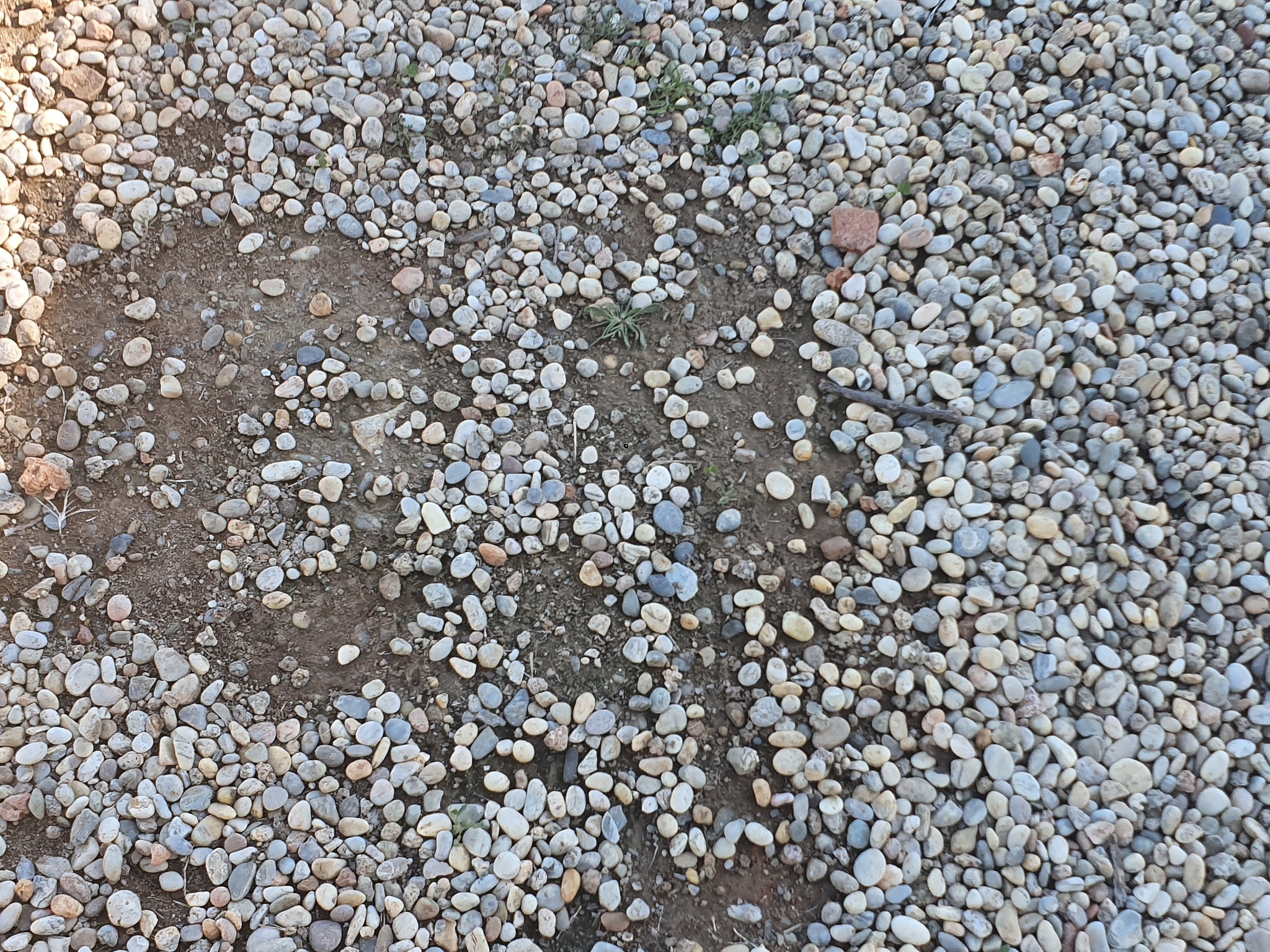 长一点翻译：绚烂绽放 温馨呵护