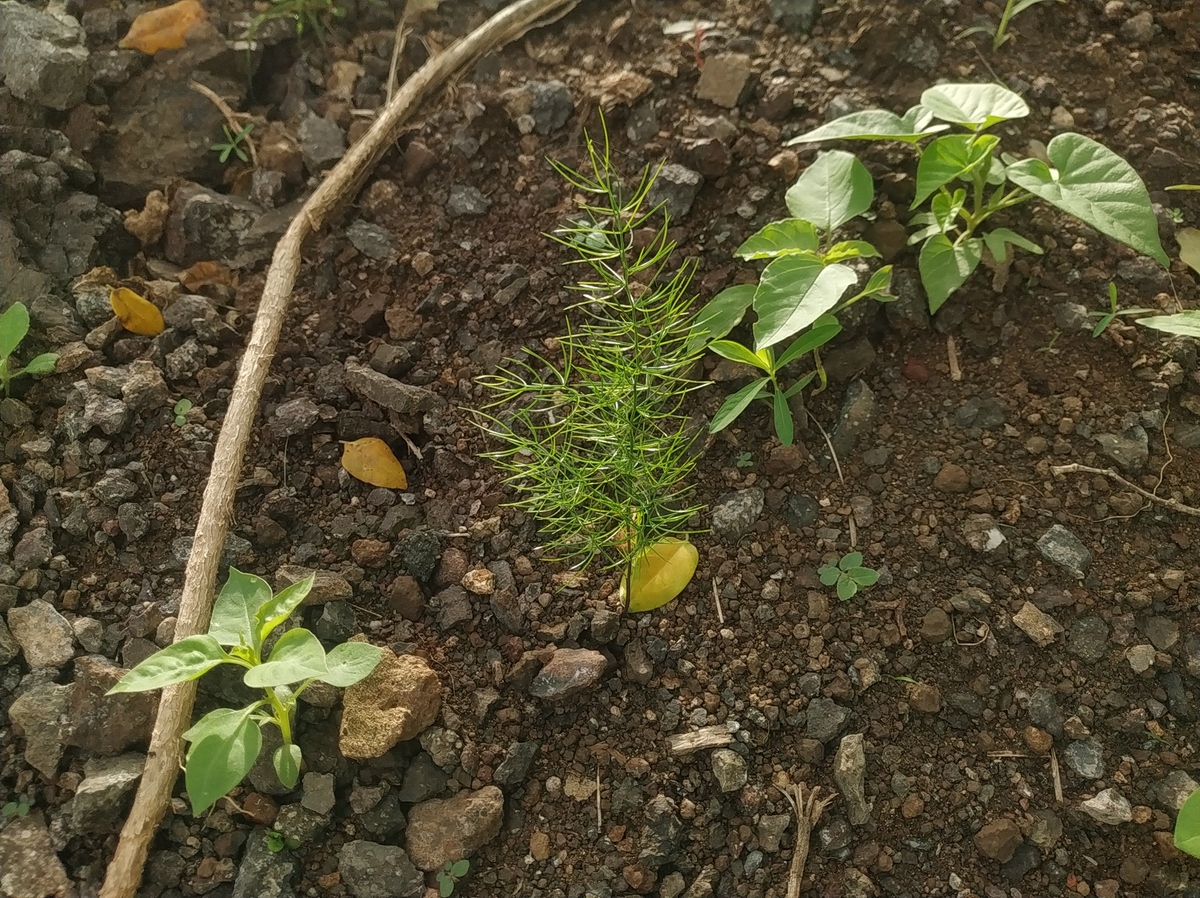 西瓜移栽后卷叶怎么办？第七天卷叶生长原因及解决方法