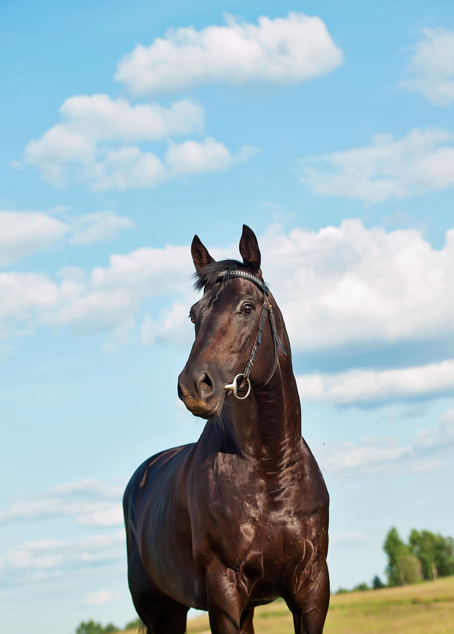 brown horse standing on field against sky