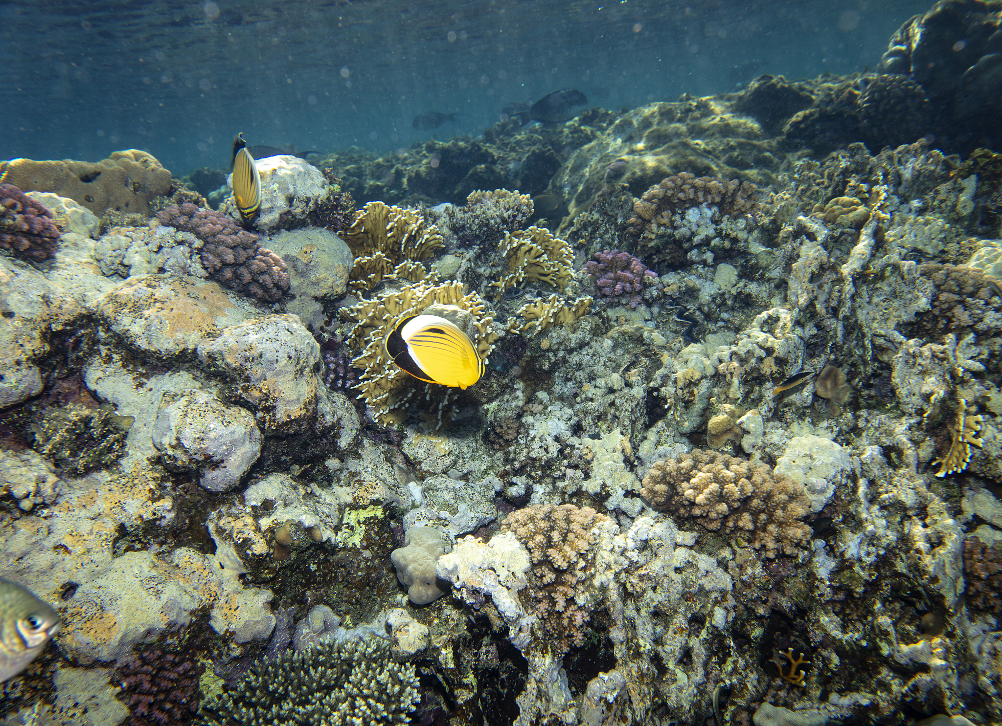 黑石礁岩相潮间带大型底栖生物、海藻和动物种类数的季节性变化