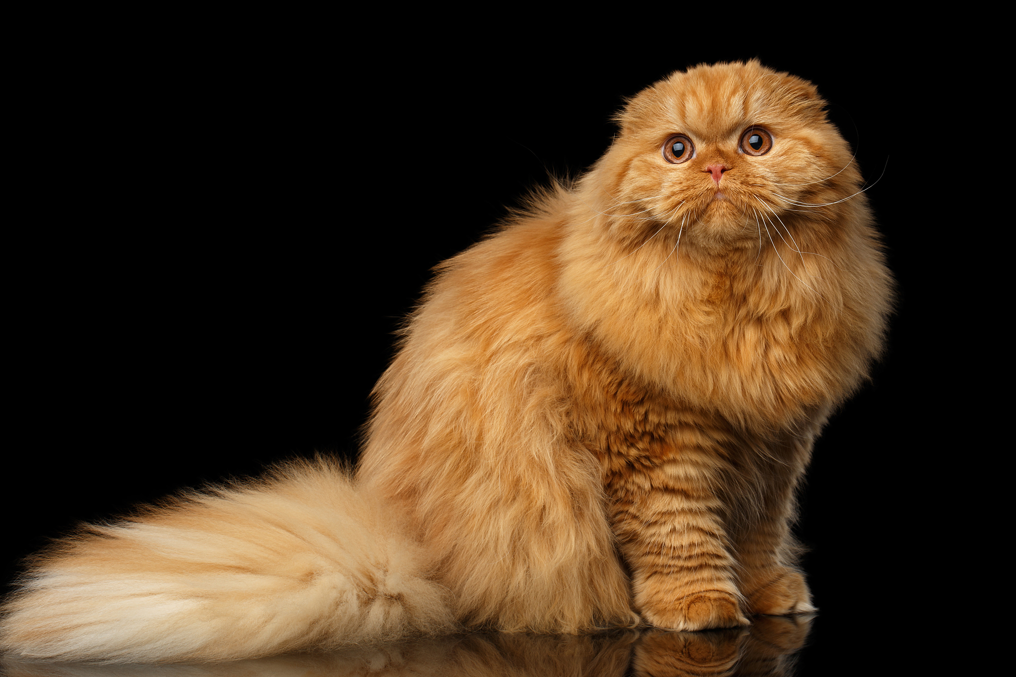 furry scottish fold breed cat on isolated black background