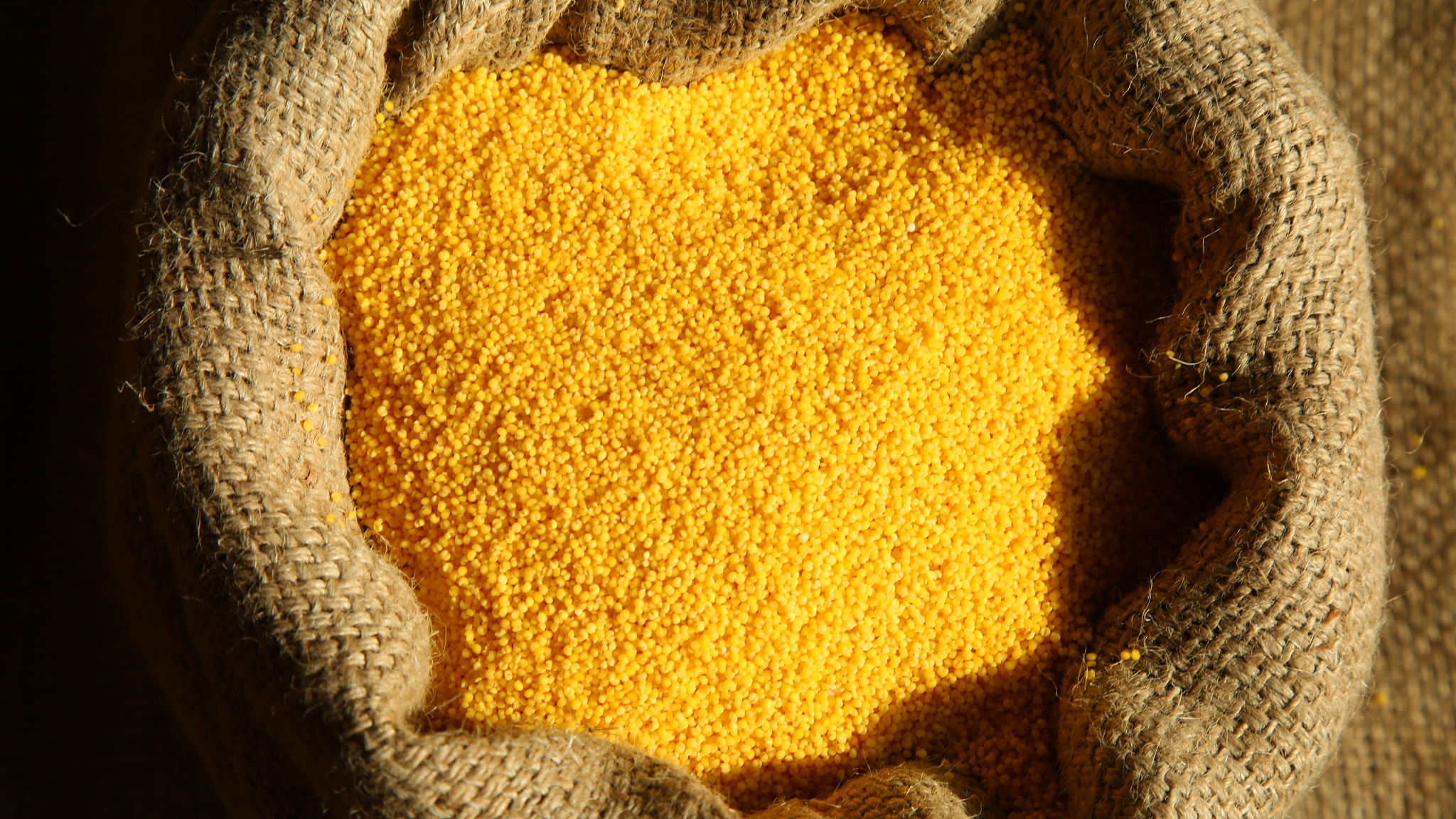 closeup of yellow rice grains in sack. organic healthy millet. h