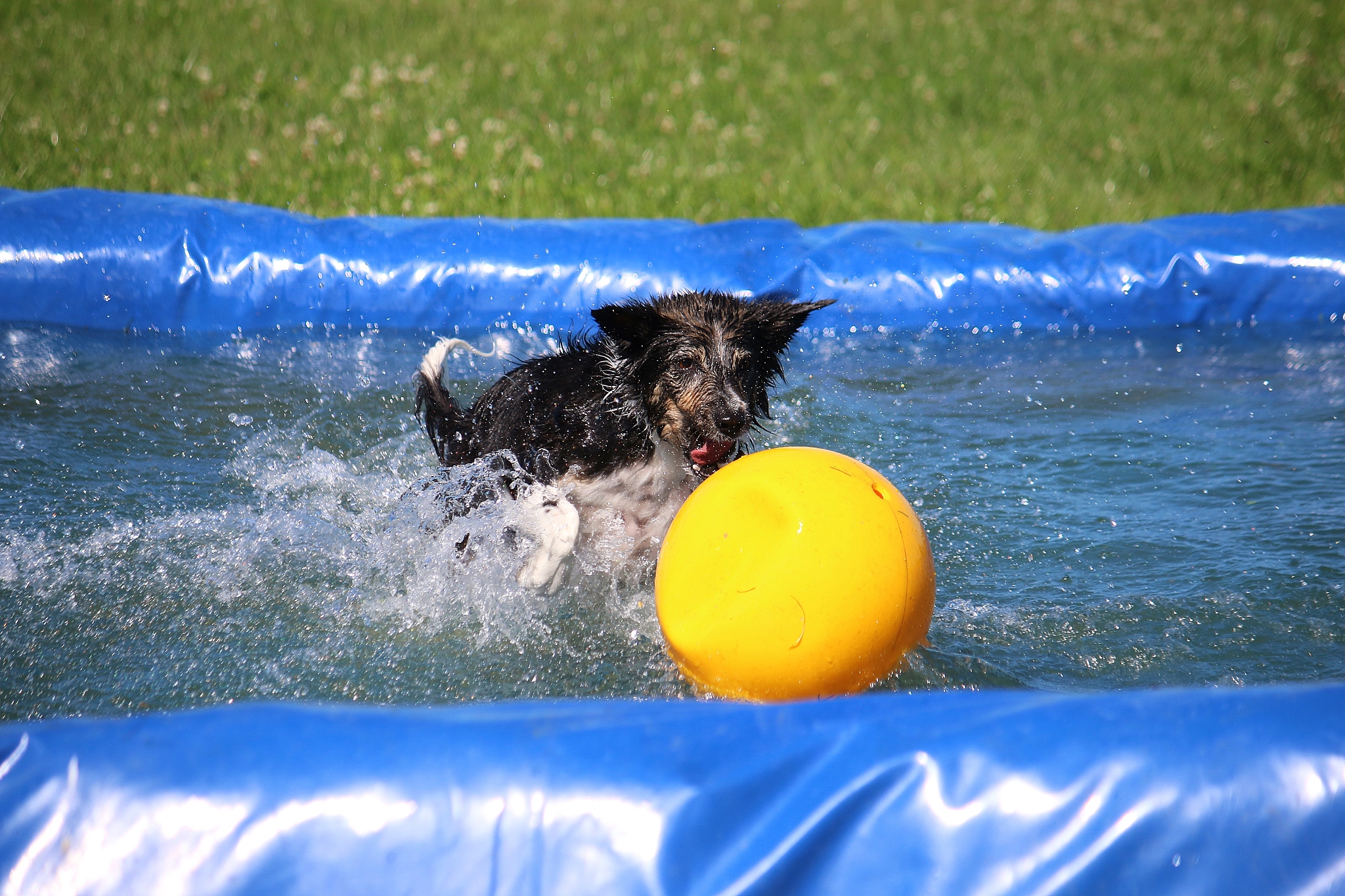 dog playing with ball in swimming pool