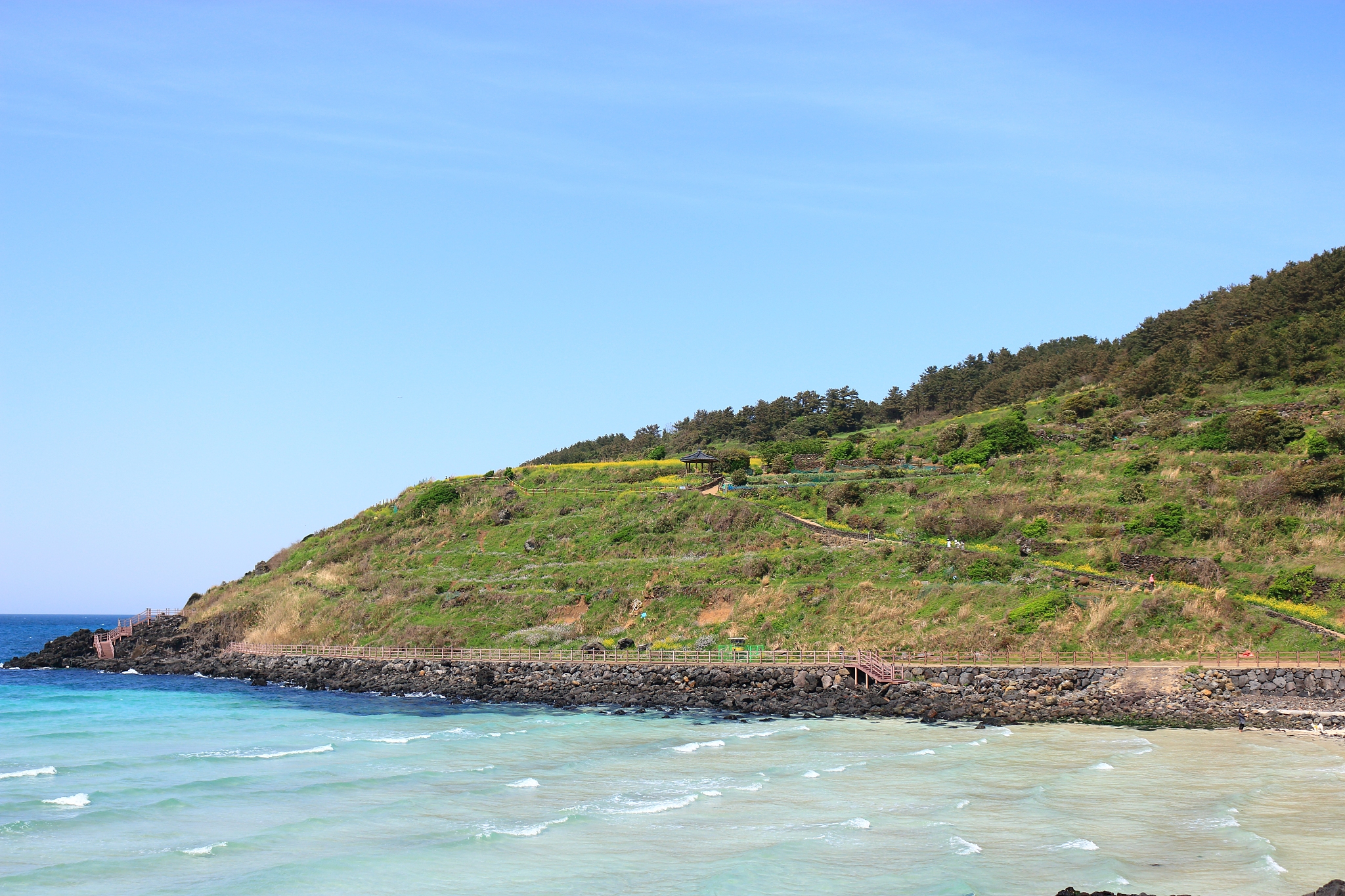hamdeok beach, beaches, west wu bon, wildflower, flowers, horses