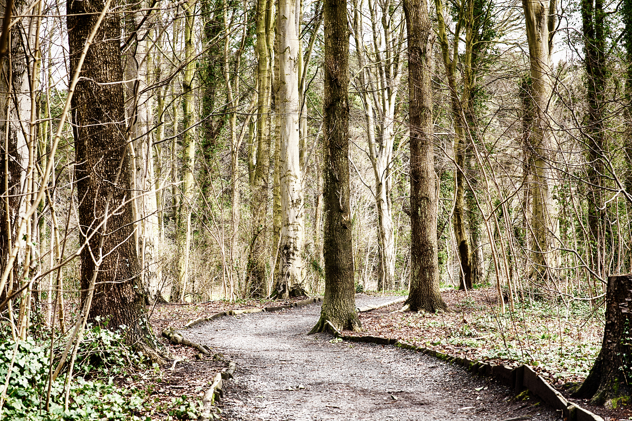 irish woodland scene, pine trees in stormont estate, belfast.