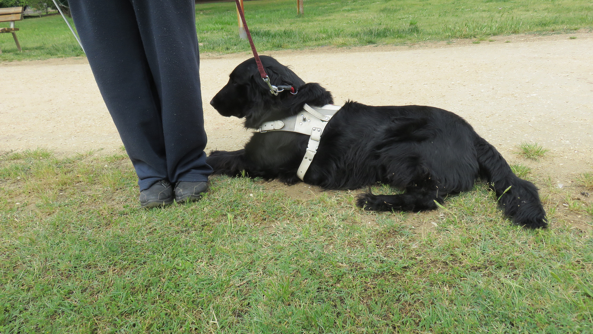 导盲犬的缺点有哪些？你需要了解的5个方面