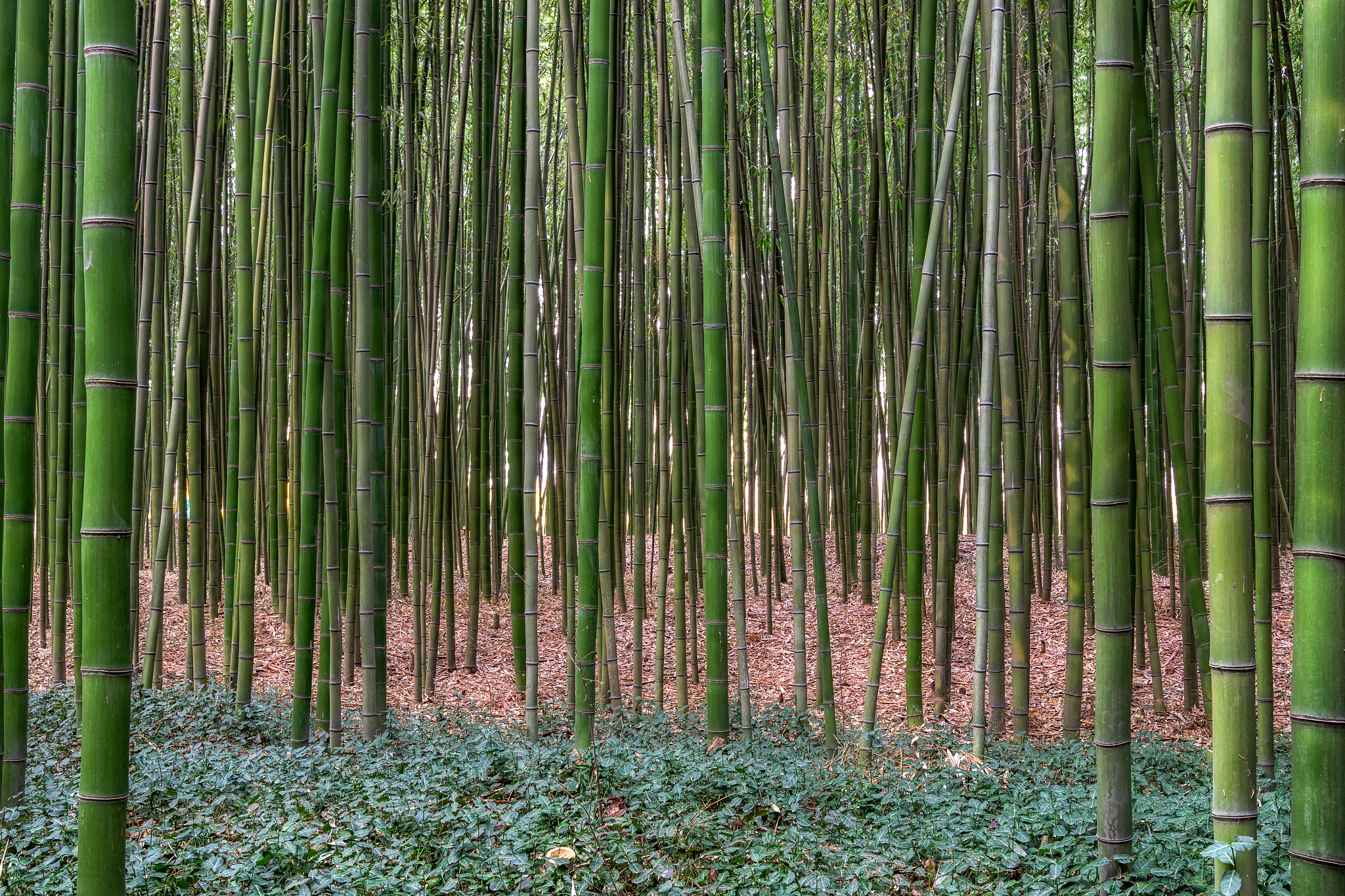 taehwagang park simnidaebat bamboo forest