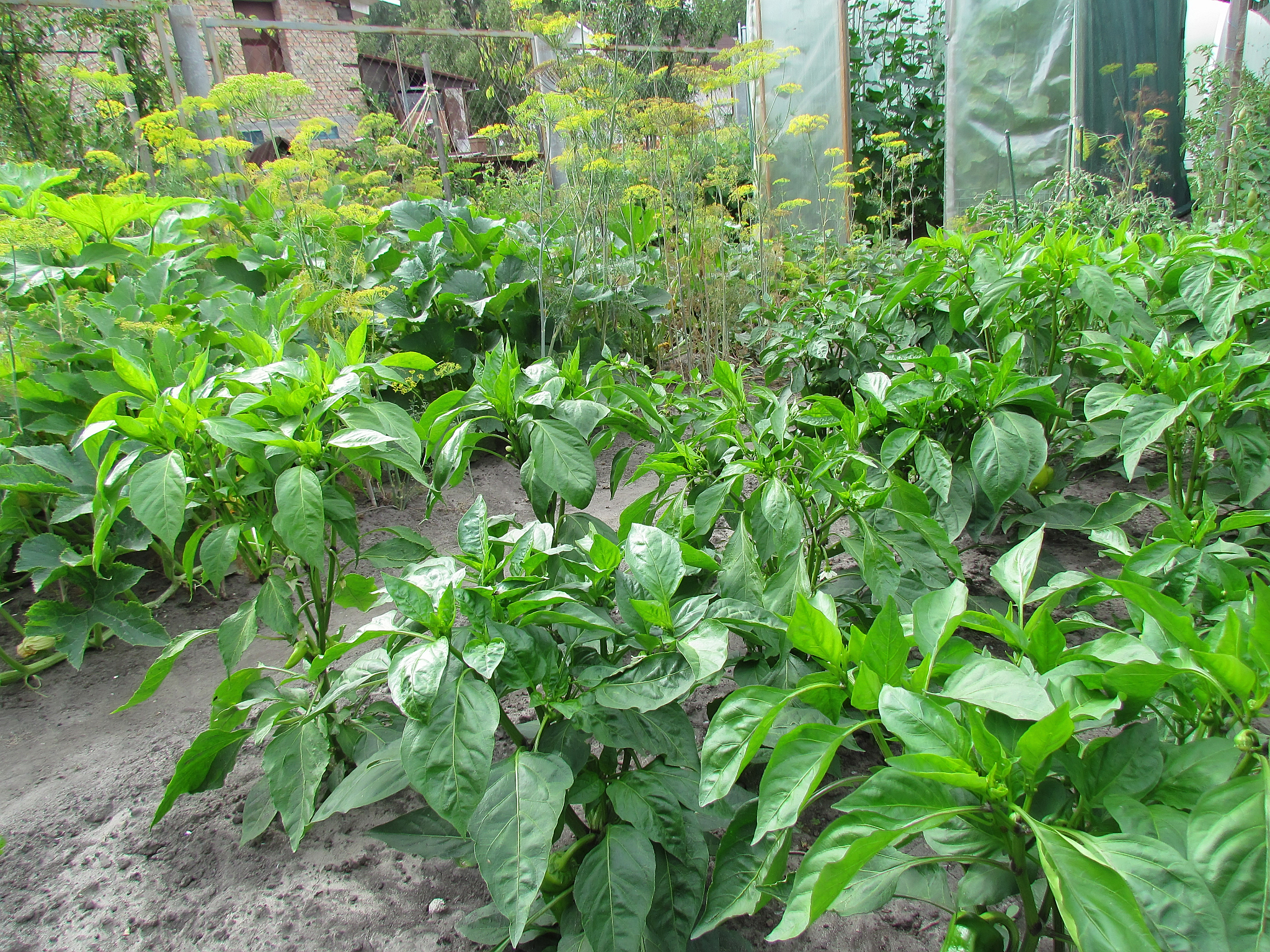 pepper on a kitchen garden