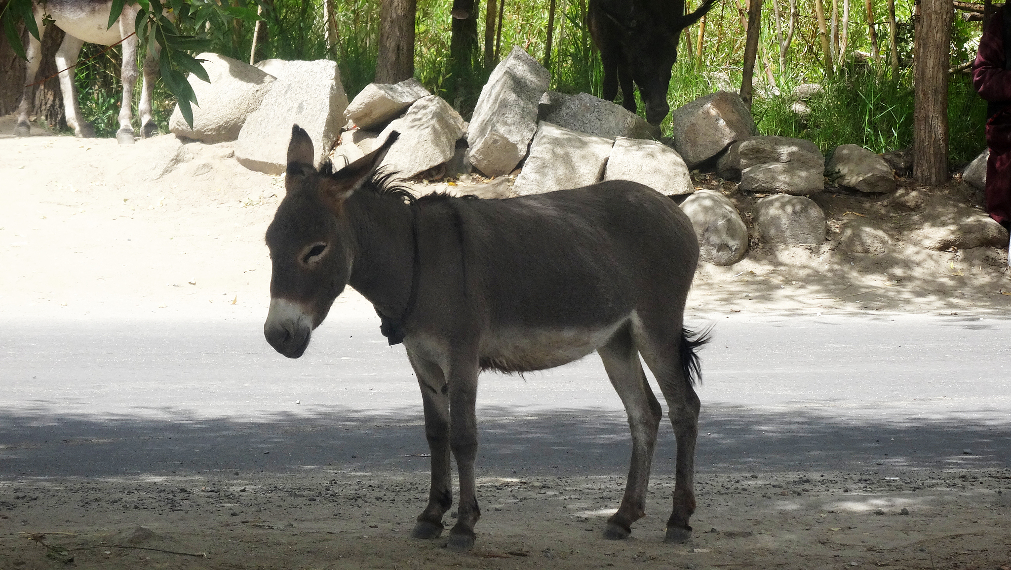 donkey