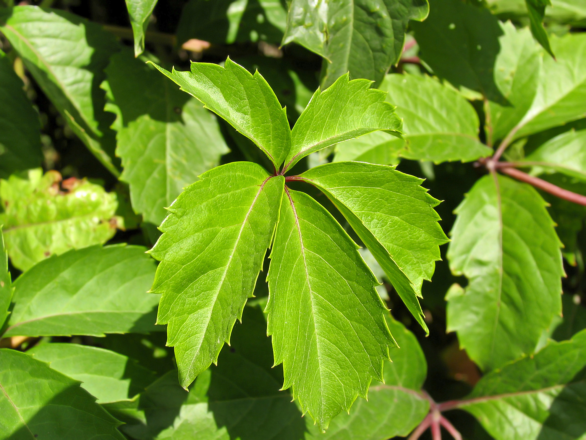 green leaves of wild grape