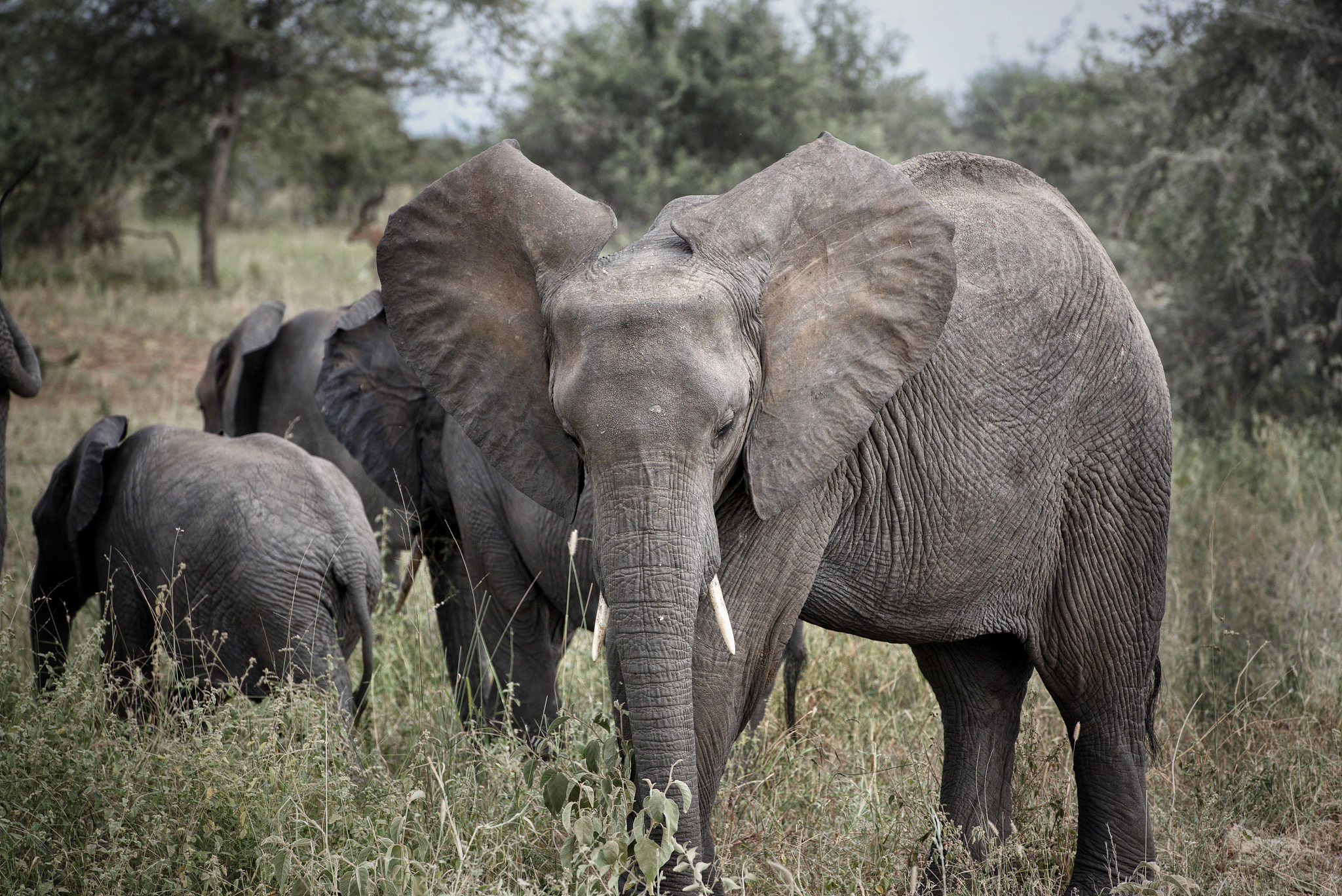 herd of elephants in the serengeti park of tanzania