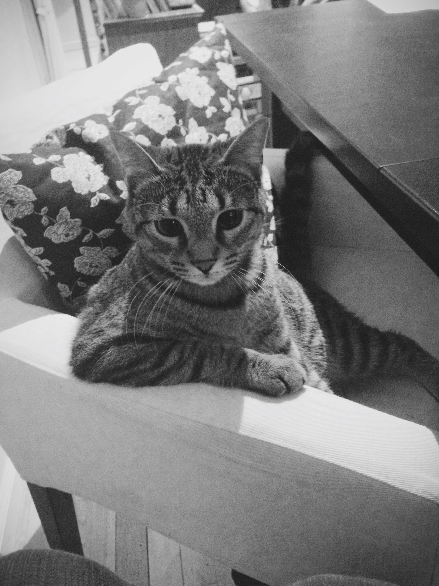 宠物对孩子心理和社交发展的影响：建立情感连接、促进社交、培养责任感