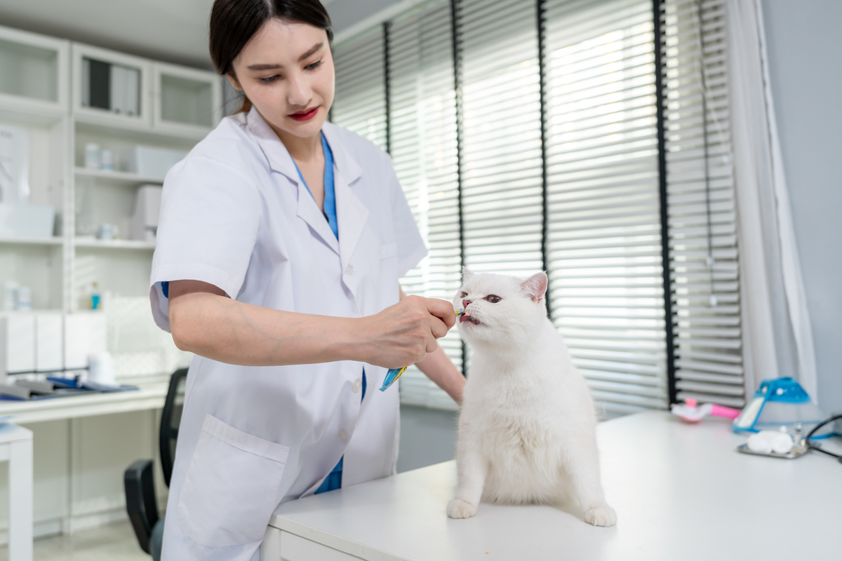 山东宠物医生培训哪里好？学习途径全解析！