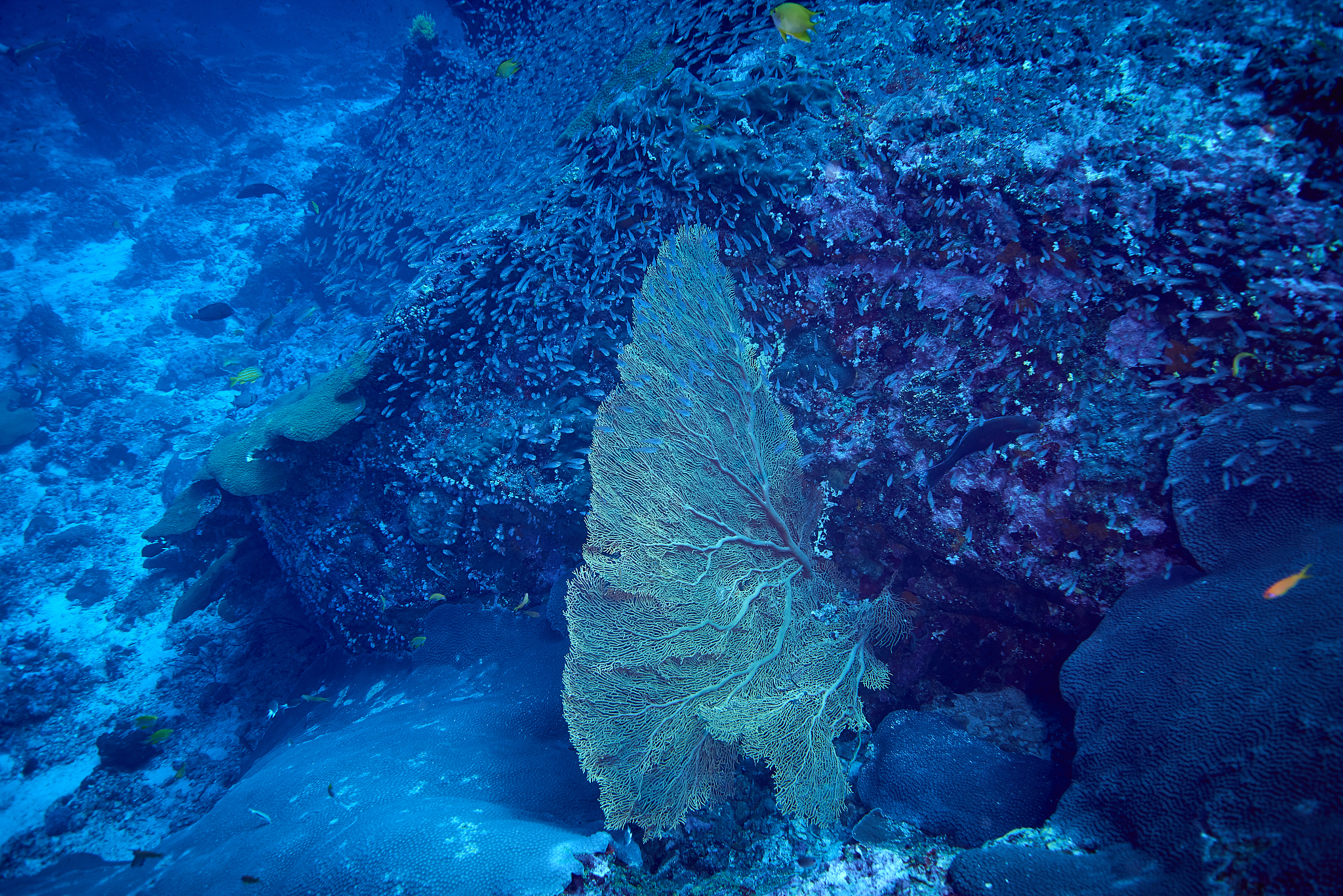 钻井钻到全是石底石头呈蓝色会有水吗
