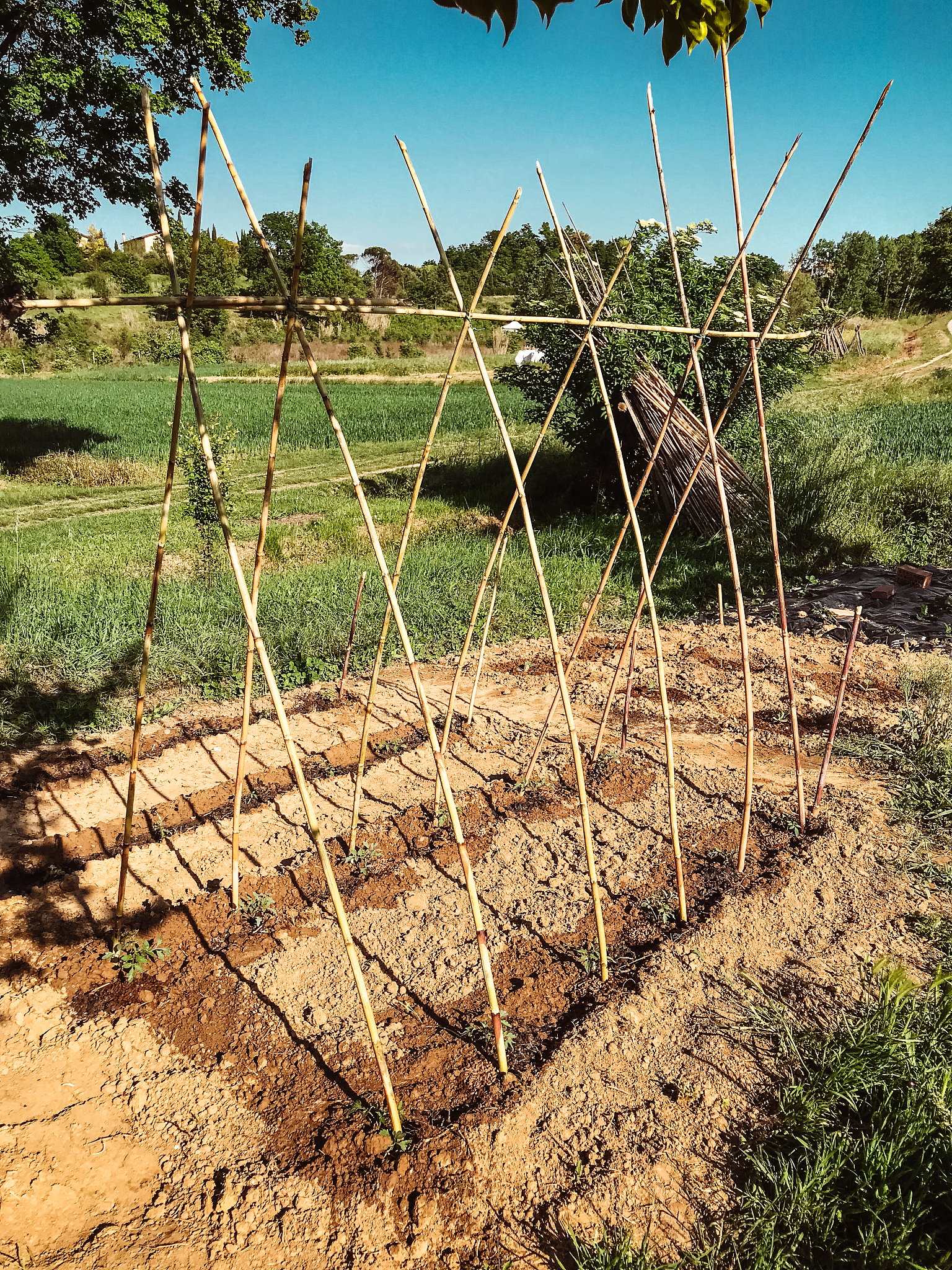 瓜田里好多刺猬怎么防治还有其他办法吗