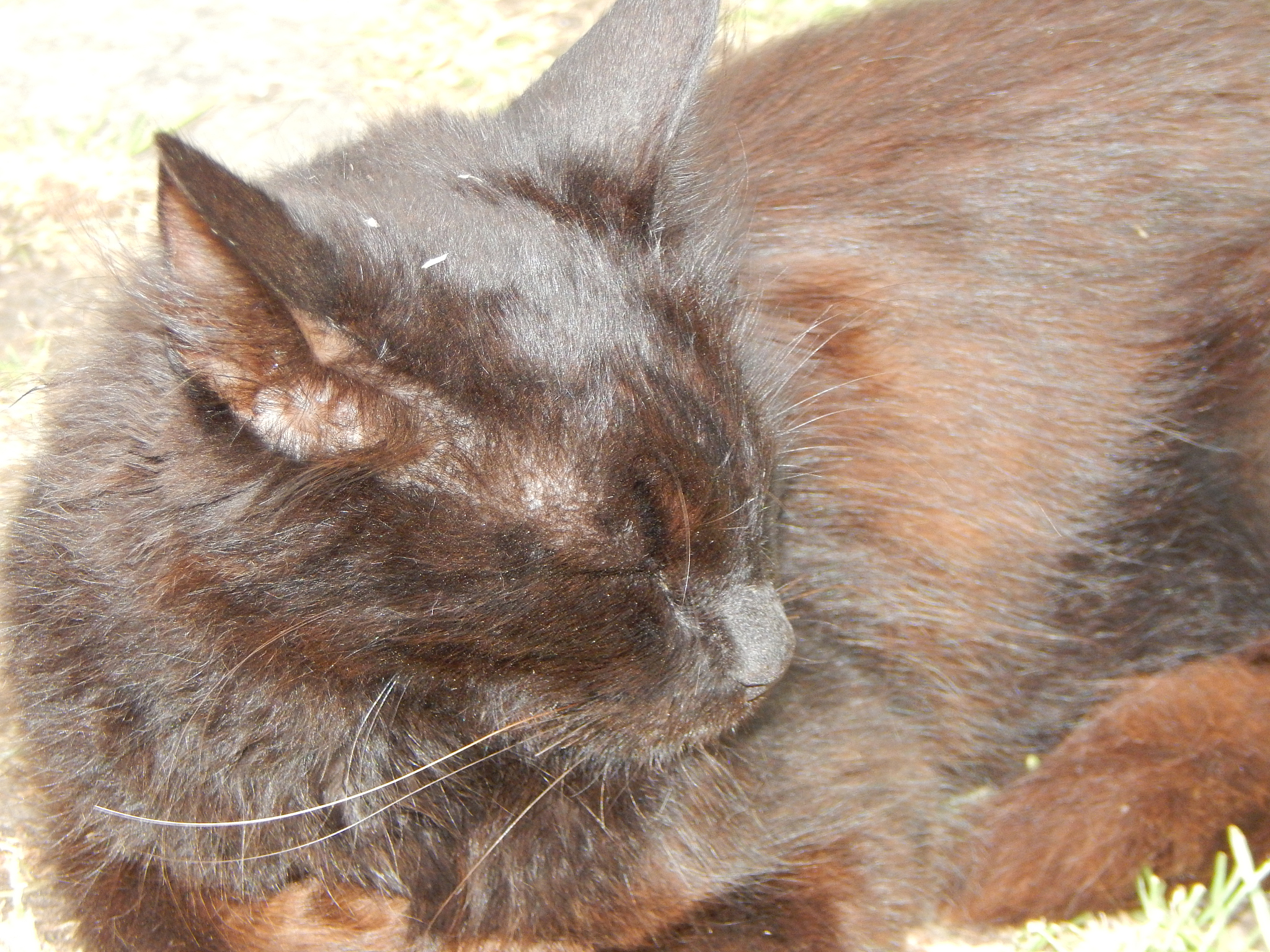 德文卷毛猫头顶上长一颗颗硬的凸起没有破溃和红肿是什么原因导致的