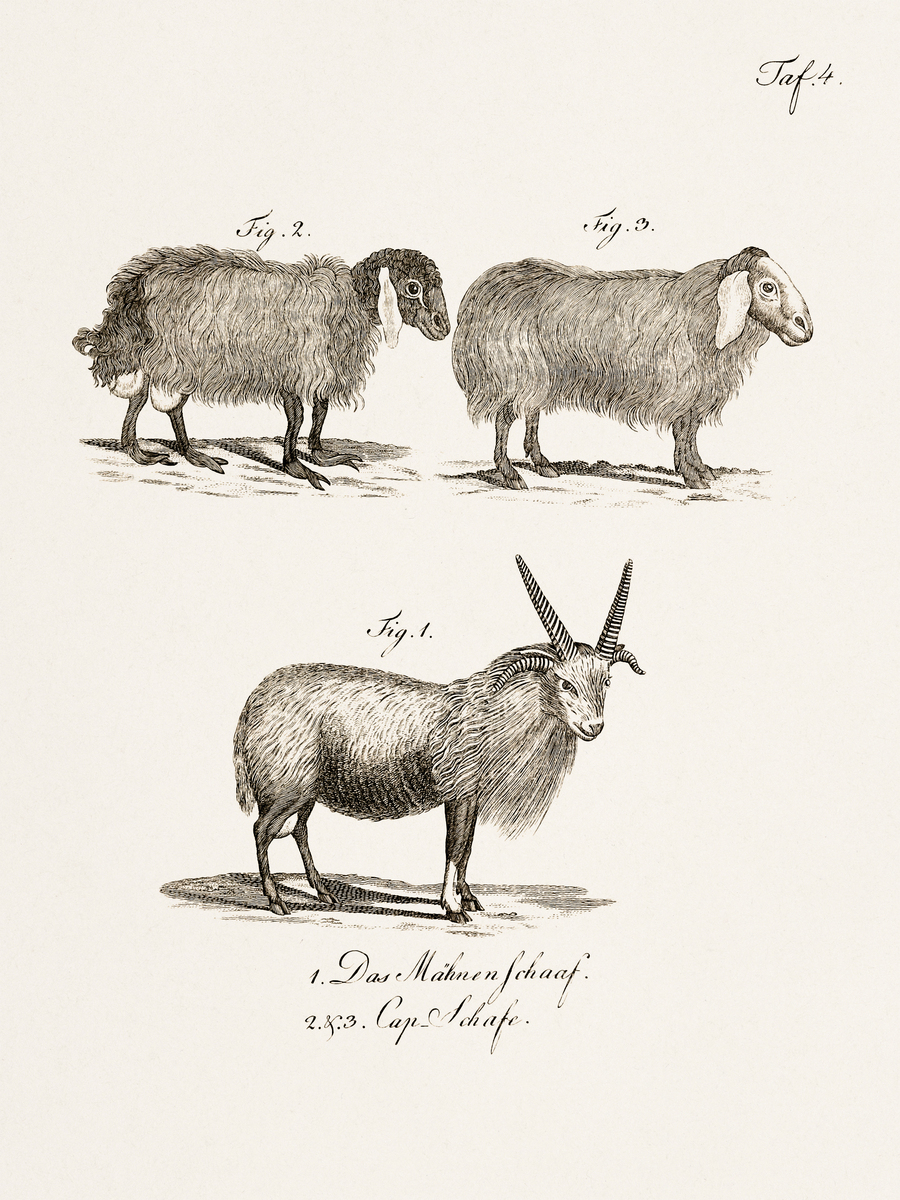 给羊检疫须多长时间检疫完帮我用200字详细描述