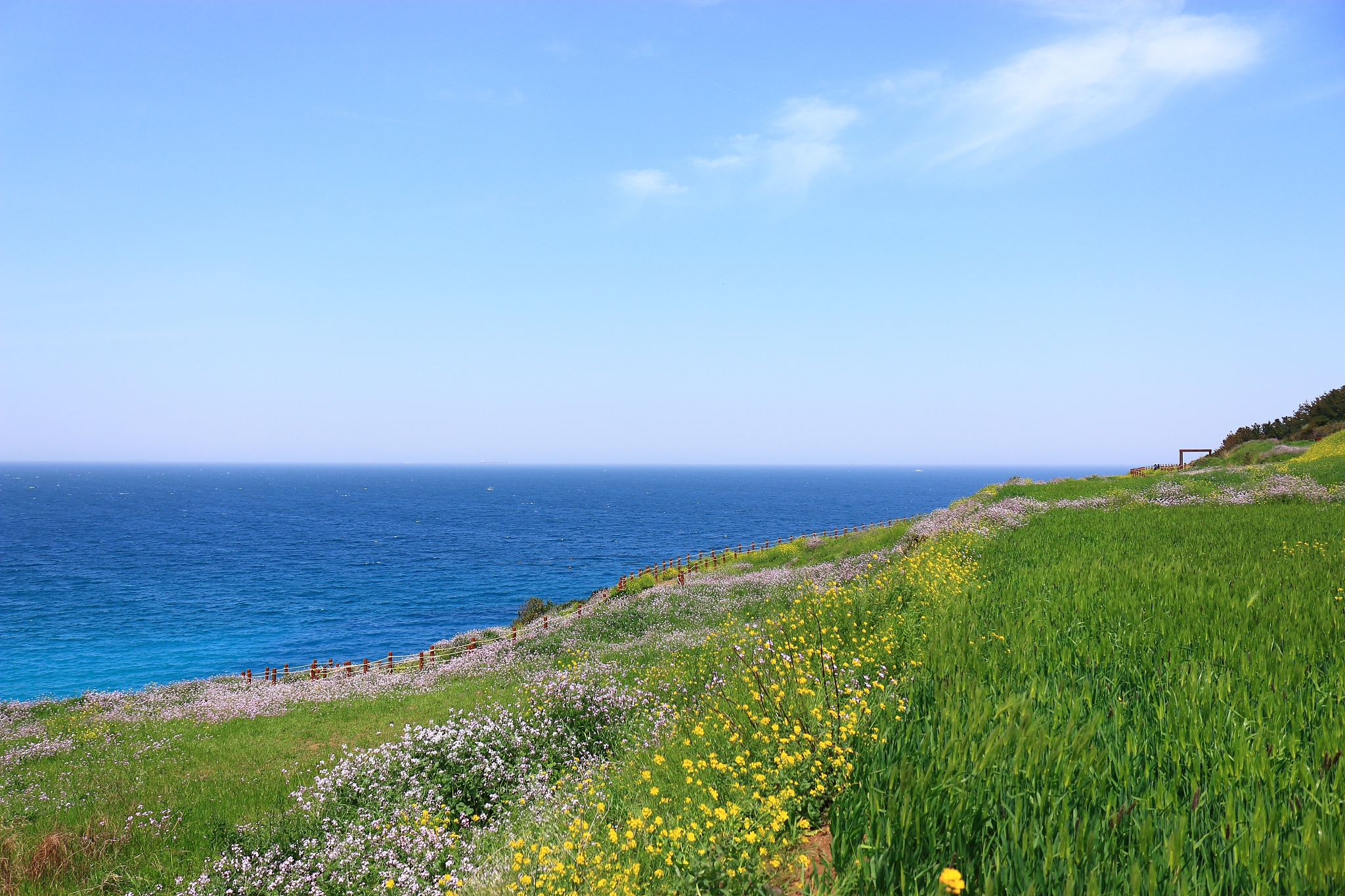 hamdeok beach, west wu bong, wildflower, flower, beach,