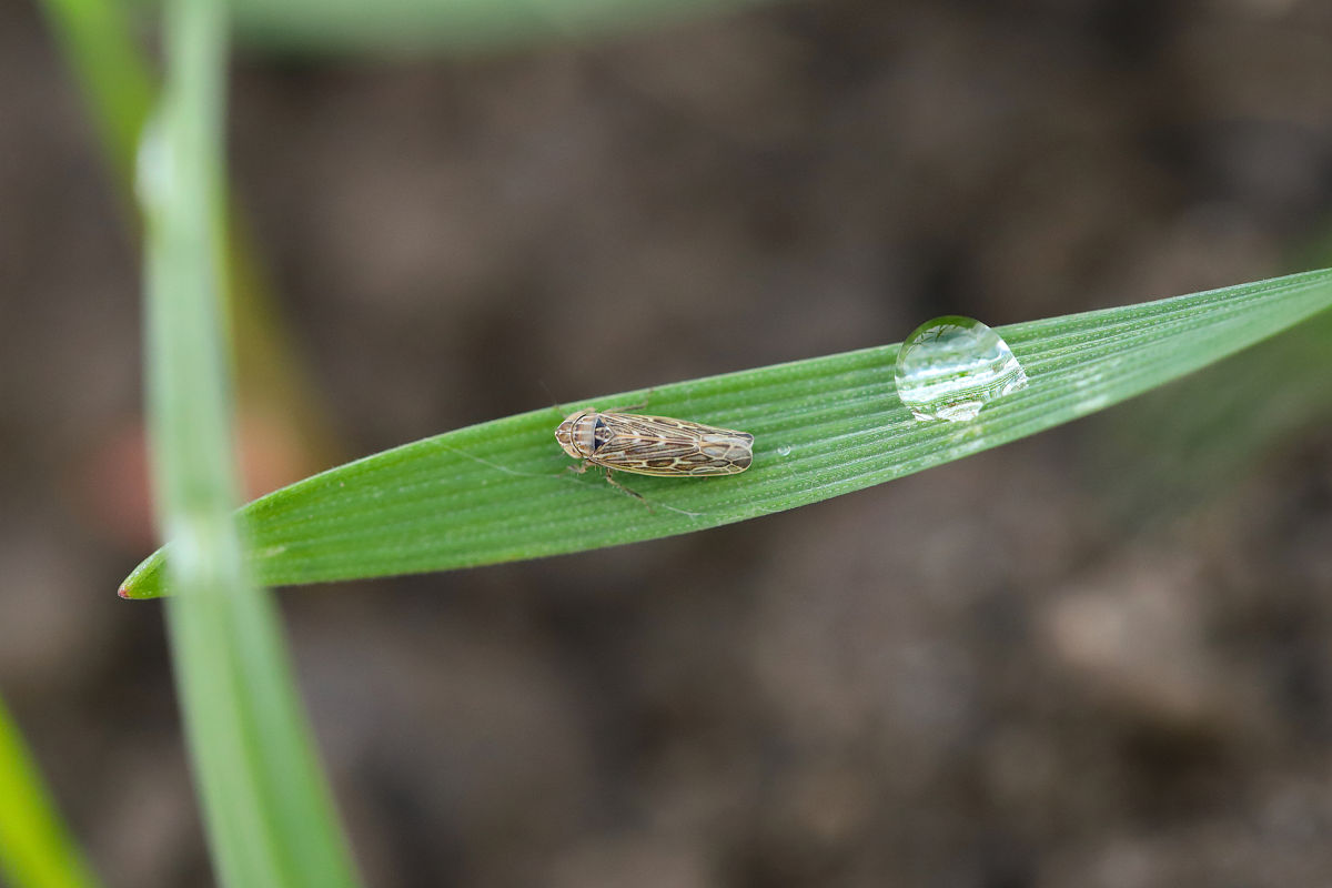 水稻昆虫种类及数量统计：群落多样性分析与防治策略