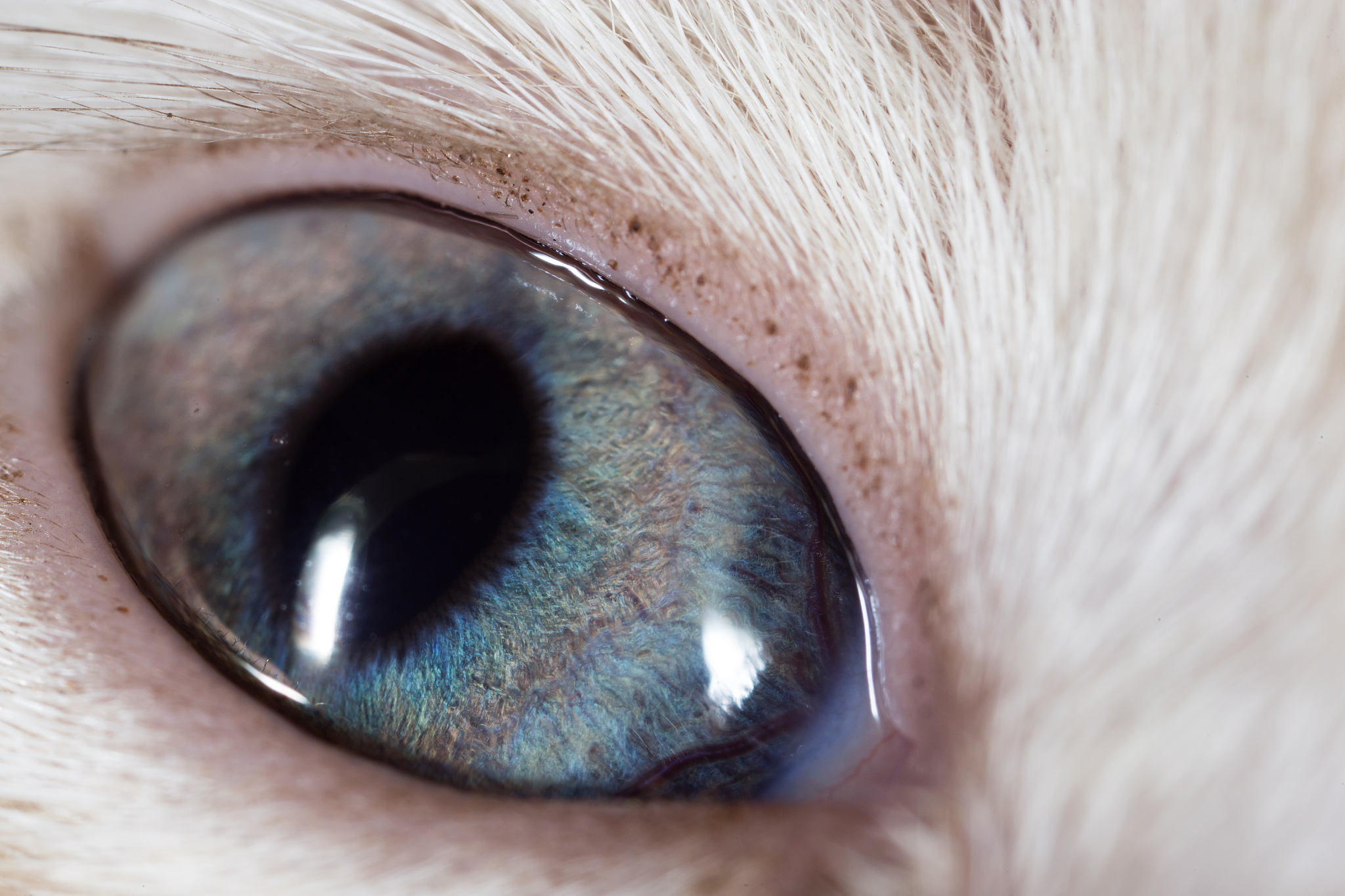 the eye of a small kitten . macro
