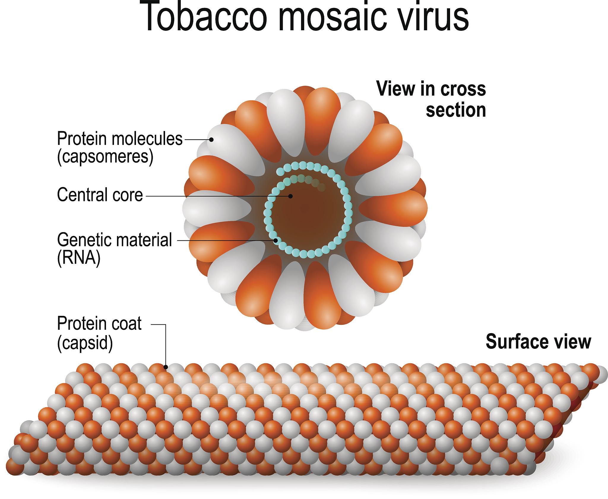 28	The	_____	cortex	in	the	_____	lobe	allows	us	to	move	different	parts	of	our	bodya motor;	frontal											 b somatosensory;	parietalc motor;	temporal									 d somatosensory;	occipita