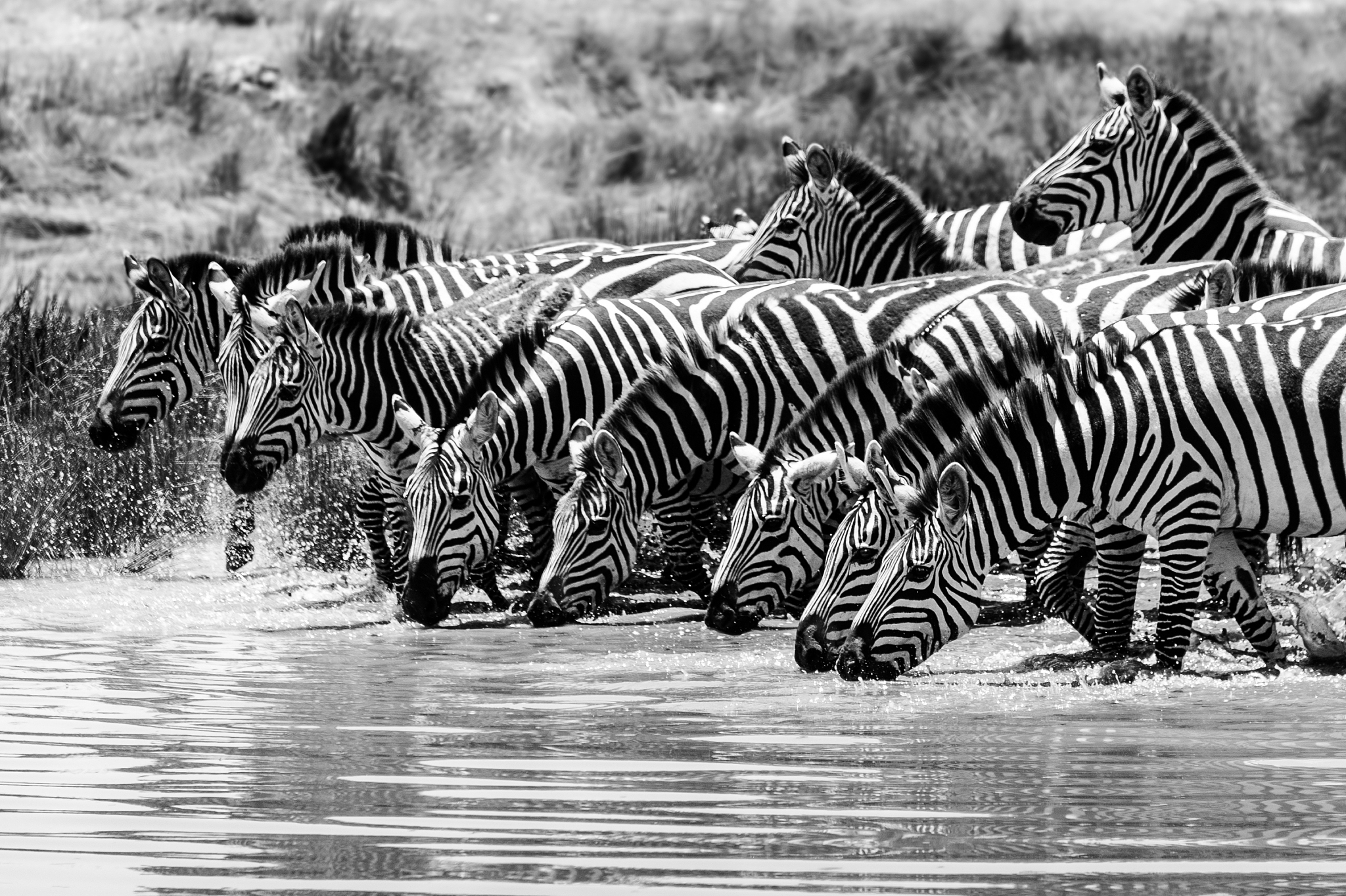 herd of zebras at waterhole in serengeti national park, tanzania