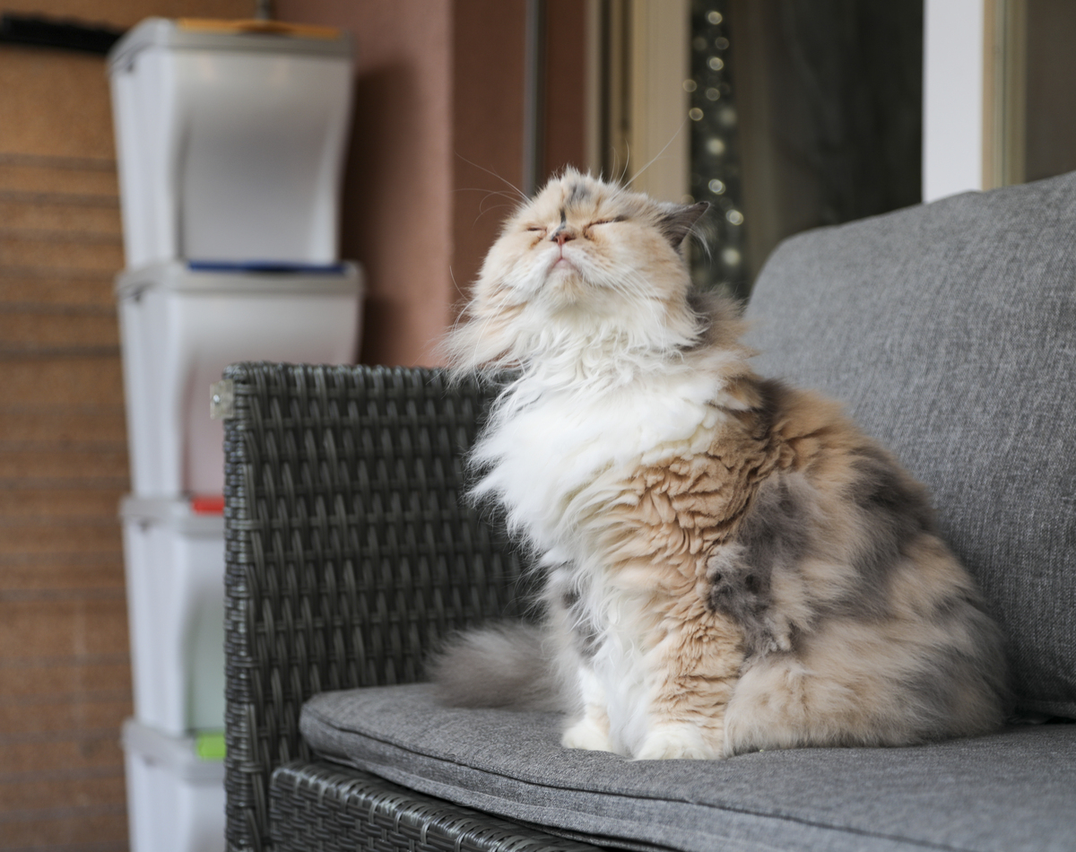 以有什么适合学生党养的便宜些的宠物？为题重新编写标题写一篇1100字文章