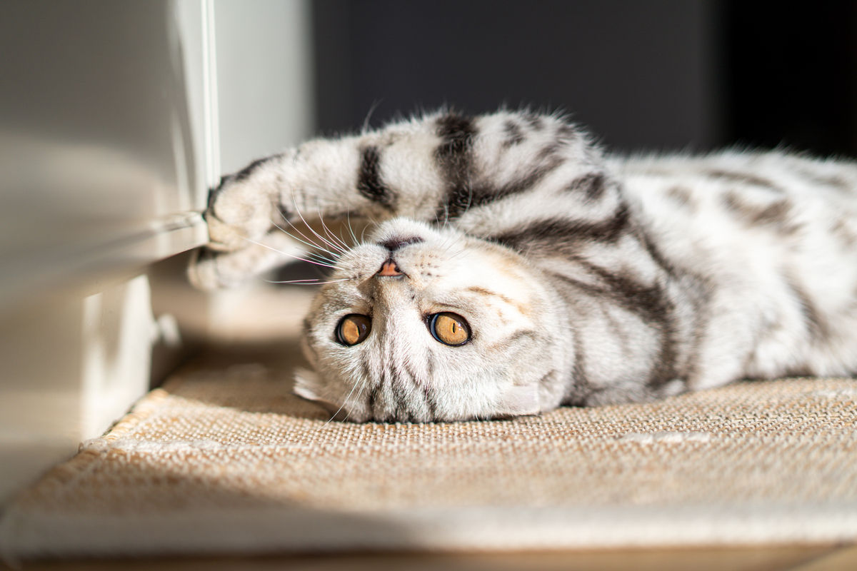 猫消化道疾病的症状
