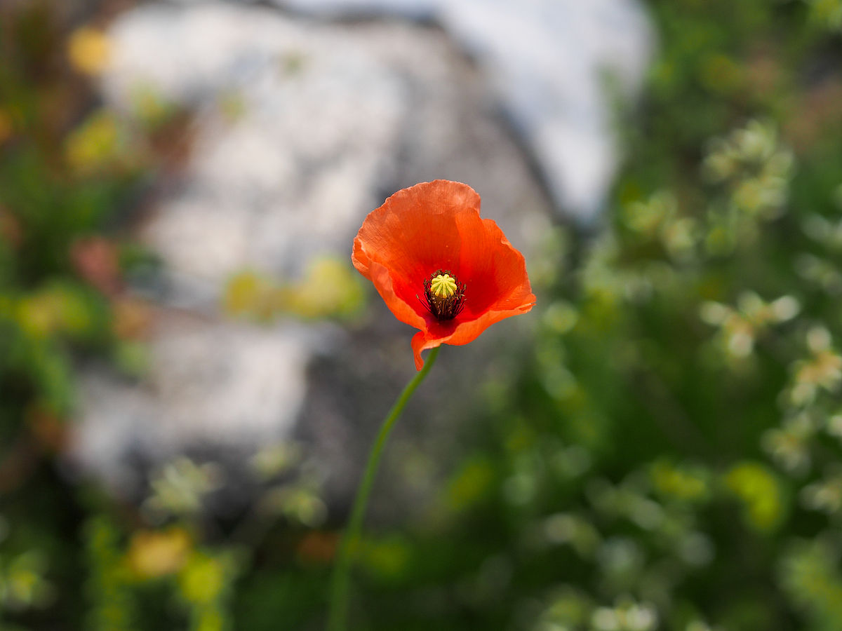 罂粟果泡酒配方：增加香气口感的秘密 (谨慎使用)