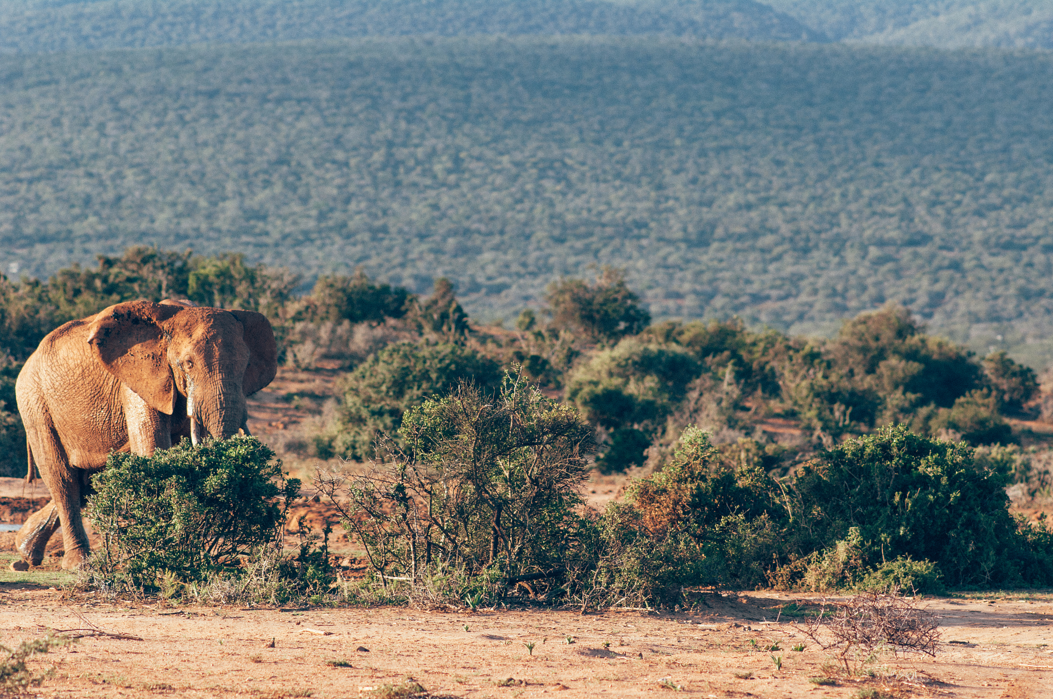 addo elephant national park,eastern cape,south africa