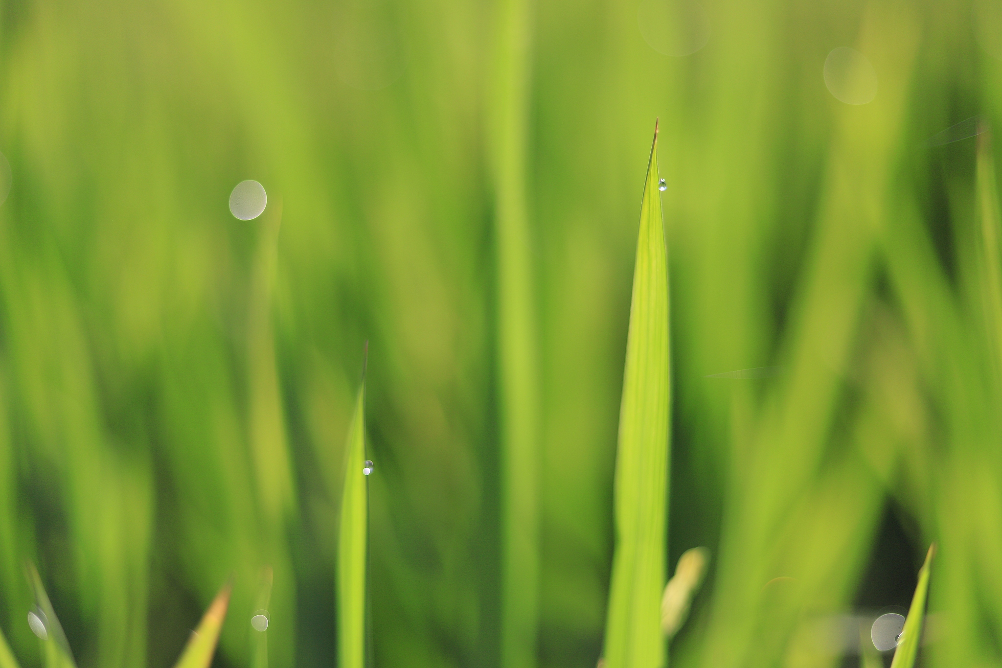 盐浸法：测量稻谷籽粒密度的简单方法