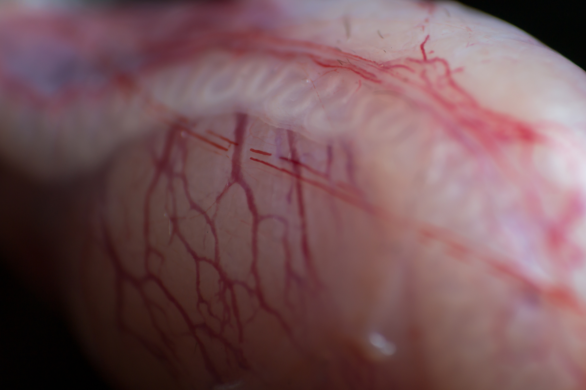 畜牧兽医主干课程