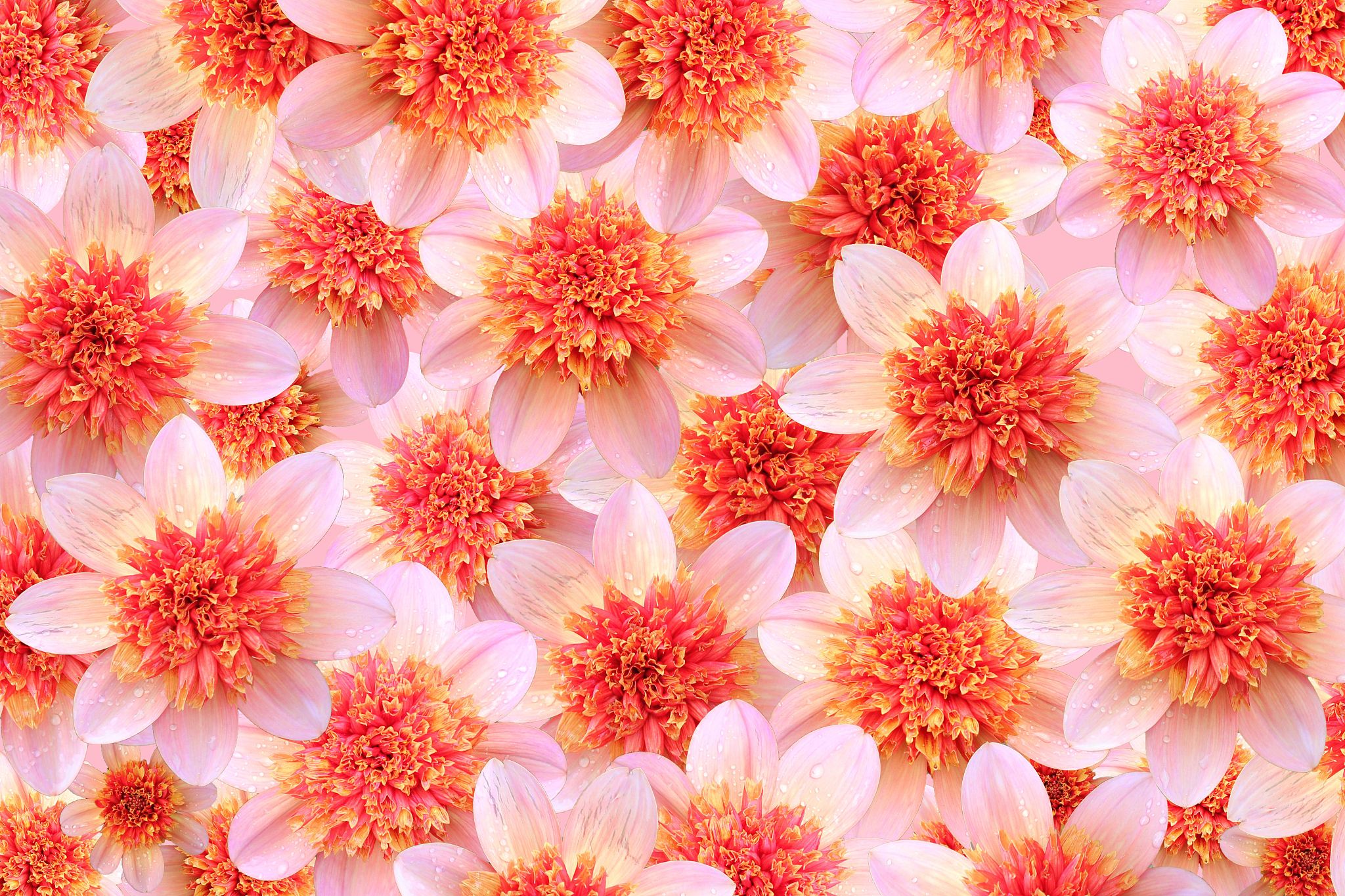 数学花园里盛开着三瓣花、四瓣花和六瓣花其中三瓣花和六瓣花共有99片花瓣四瓣花比六瓣花少3朵请问花园里共有多少朵朵花