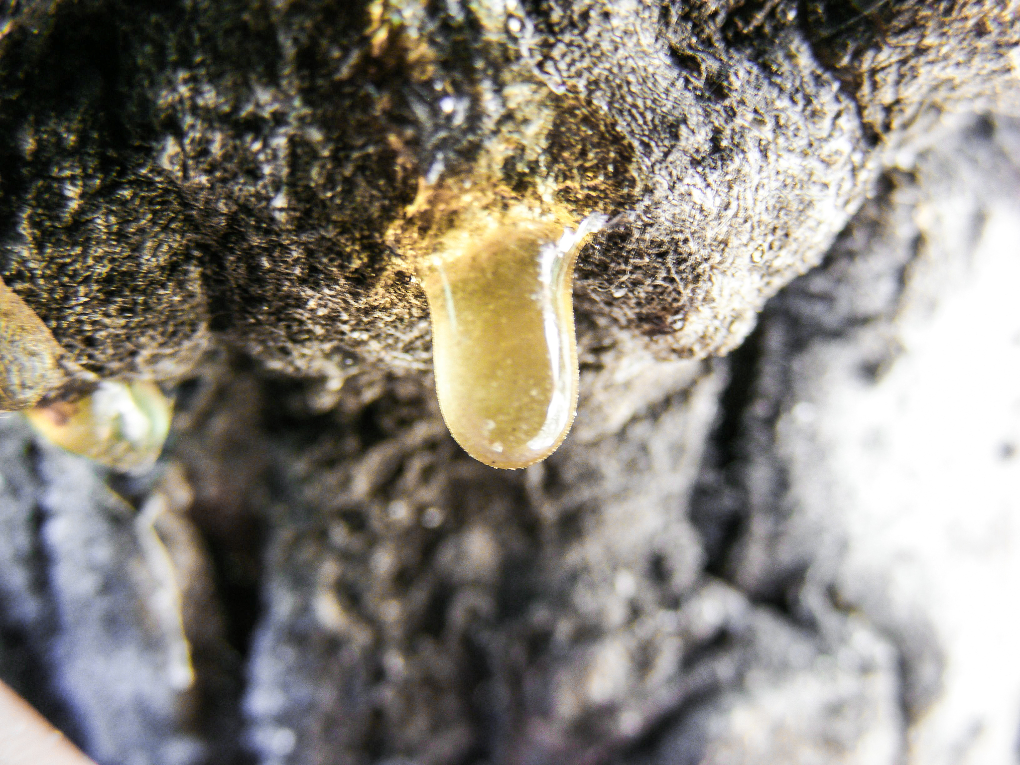 tears of a wood - resin