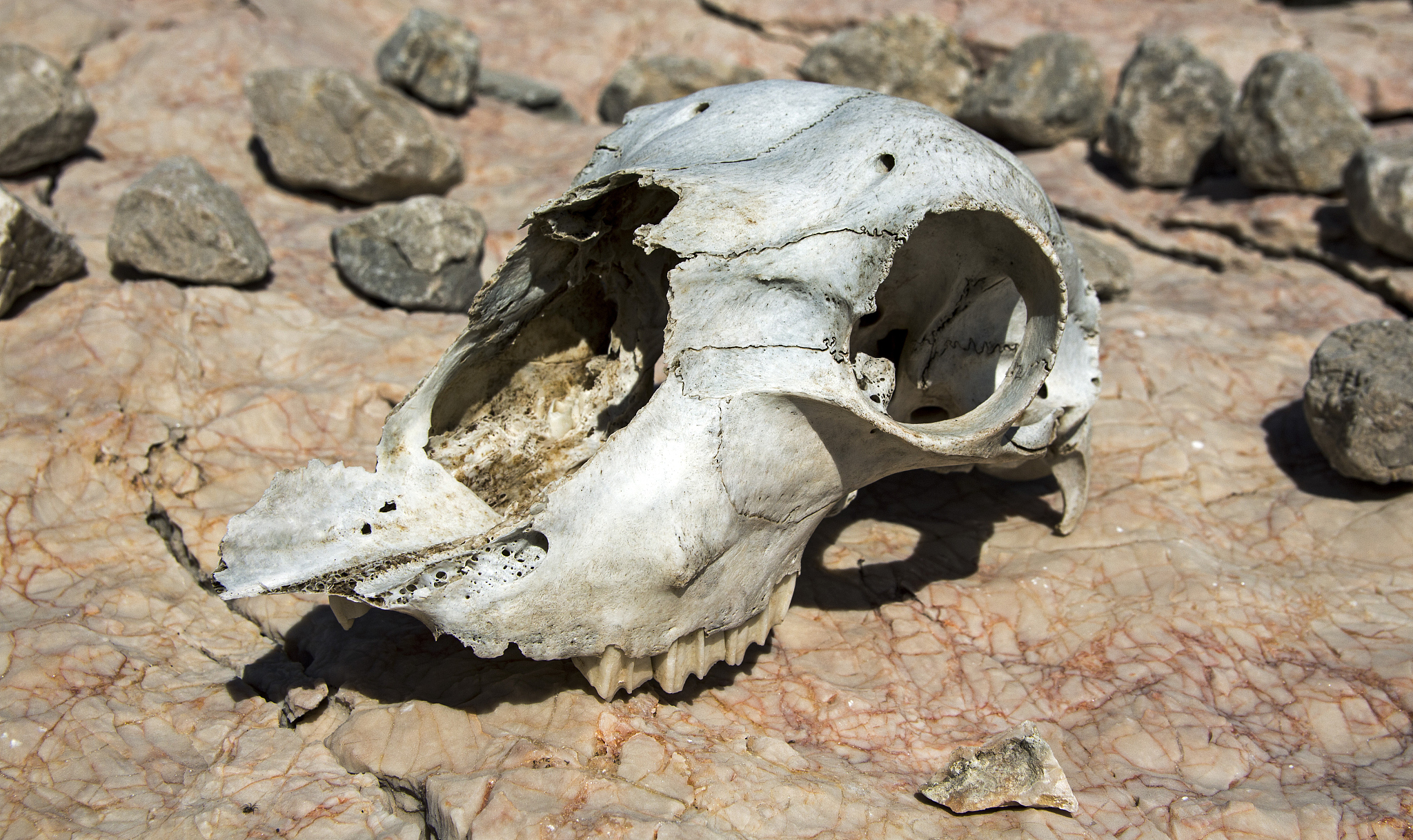 sheep skull closeup on a rock