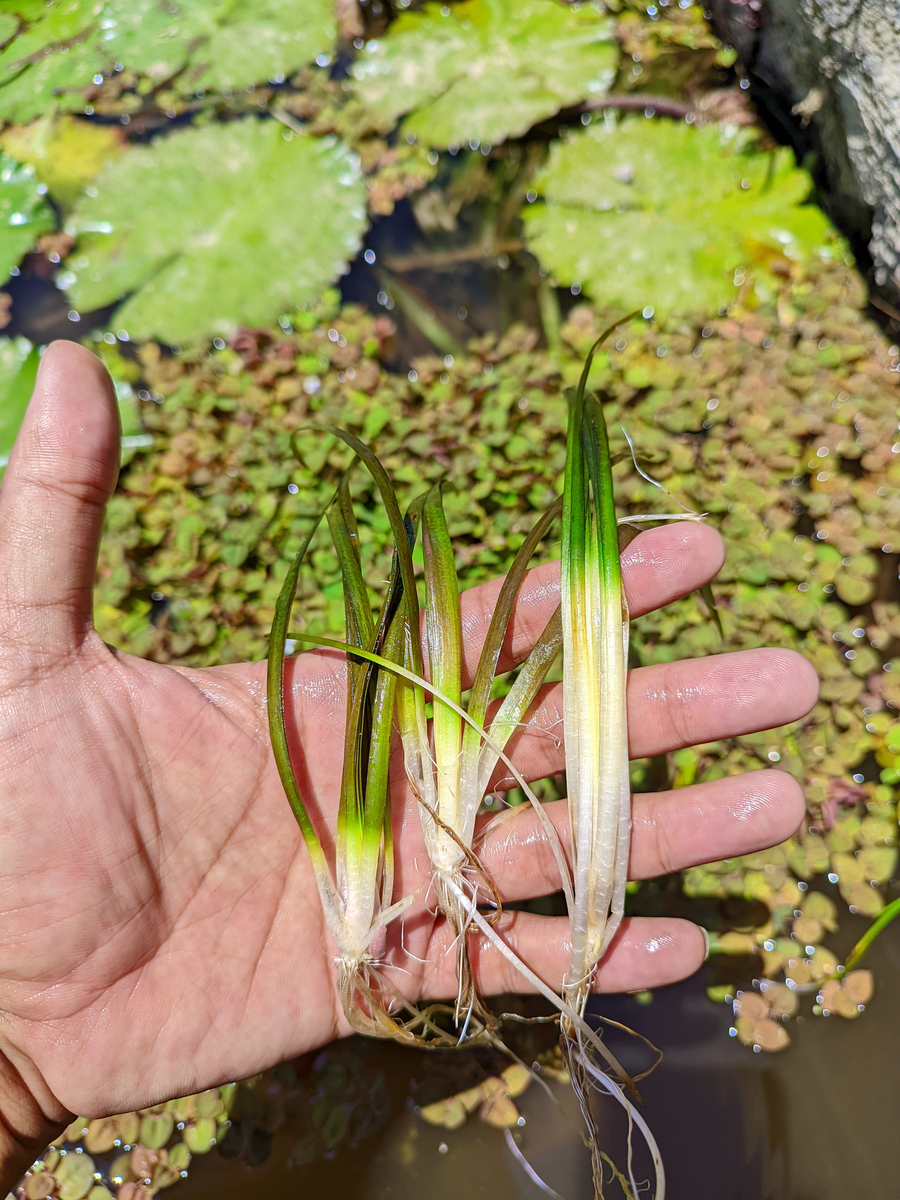 大葱叶对鱼塘珍珠蚌的影响：水质安全指南