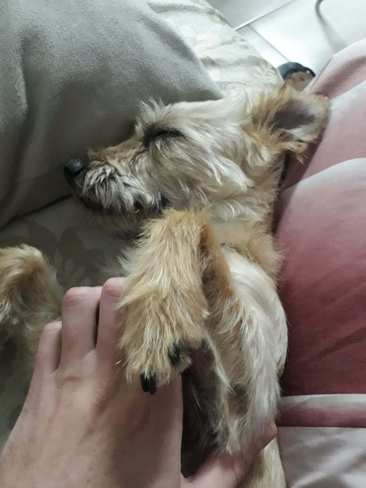 猫尼曼-皮克病的好发品种