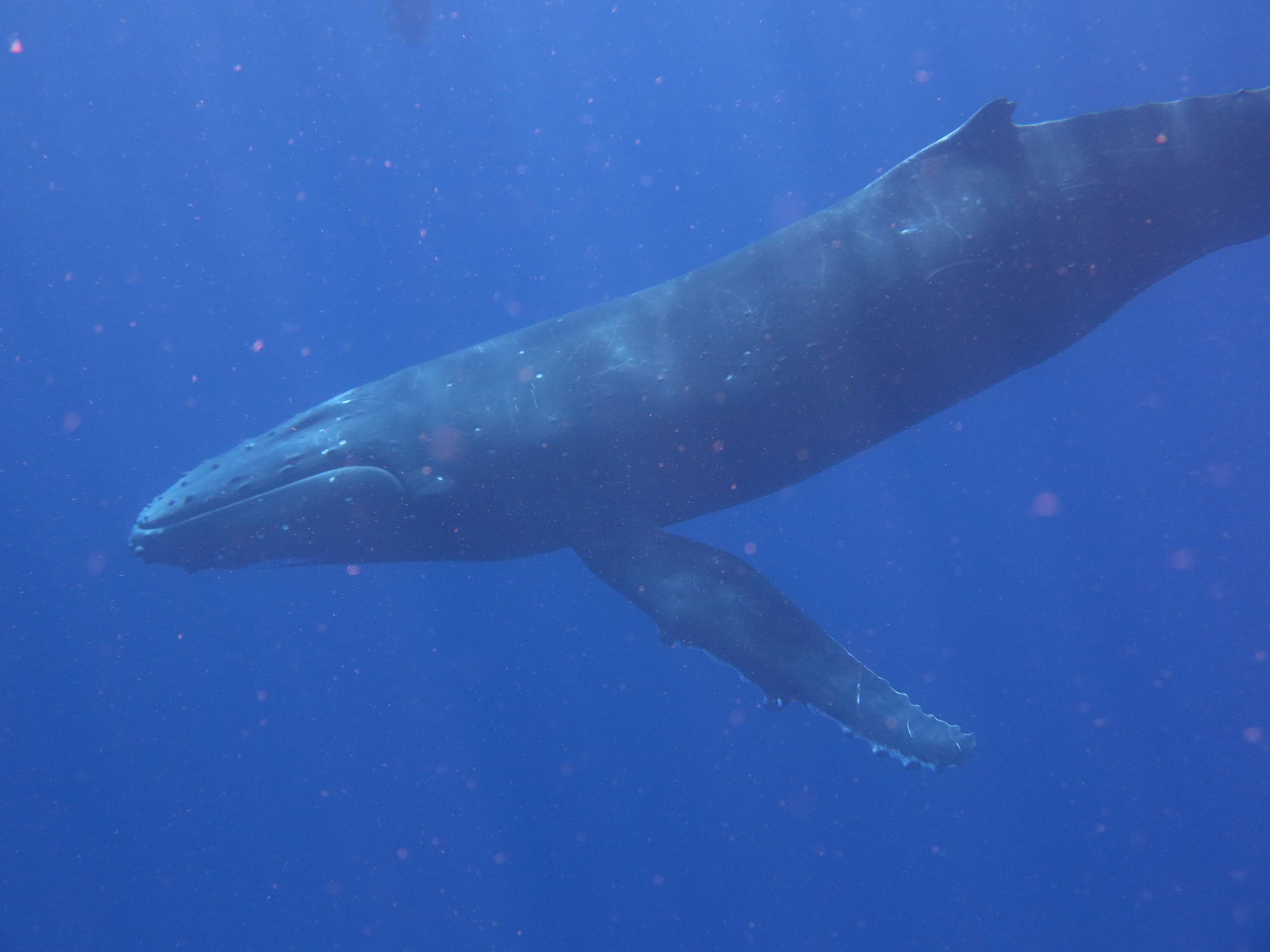 鲸鱼：海洋巨兽的介绍