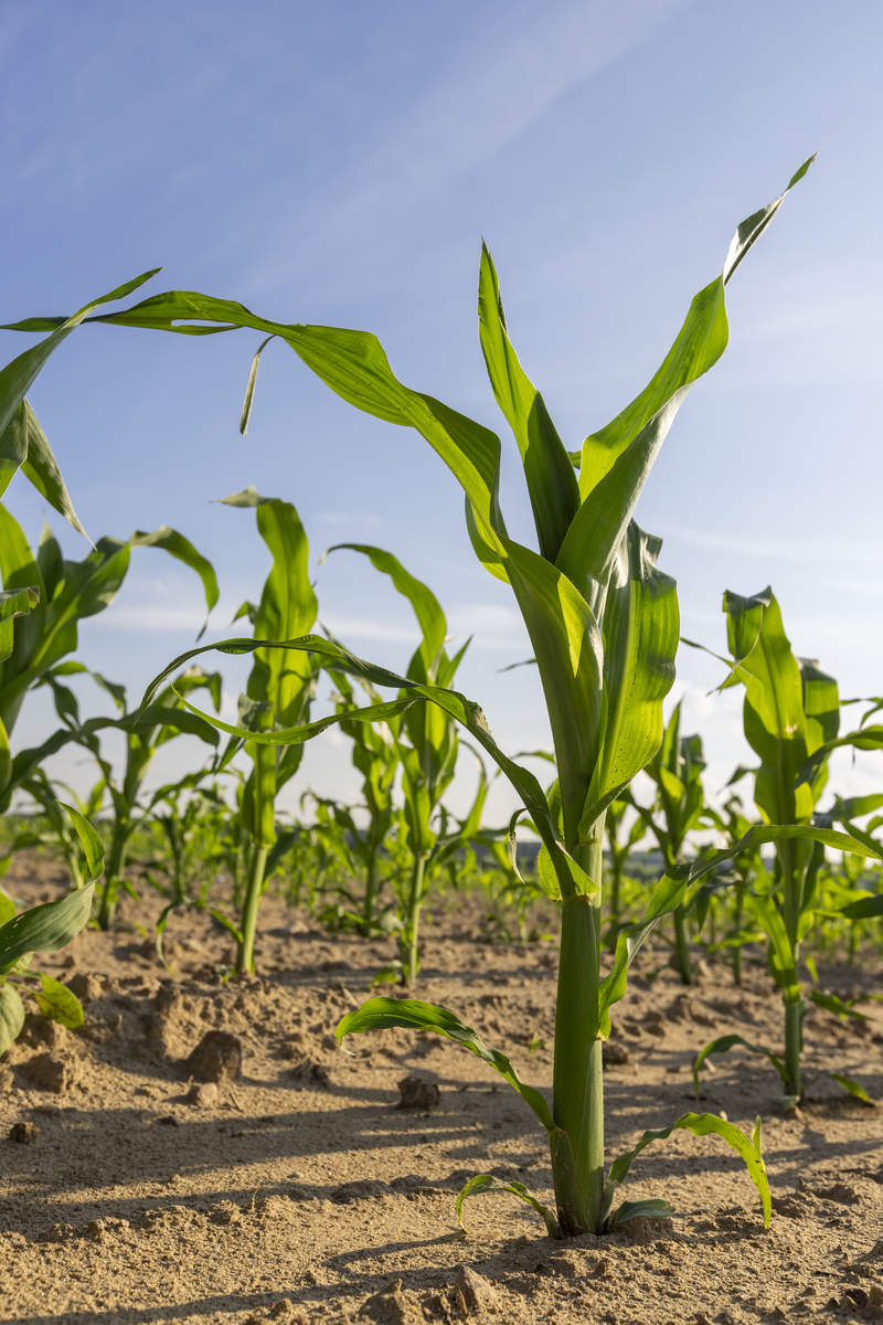 分析延安地区旱作玉米的病虫害发生及防治状况自行添加数据进行分析不少于500字。