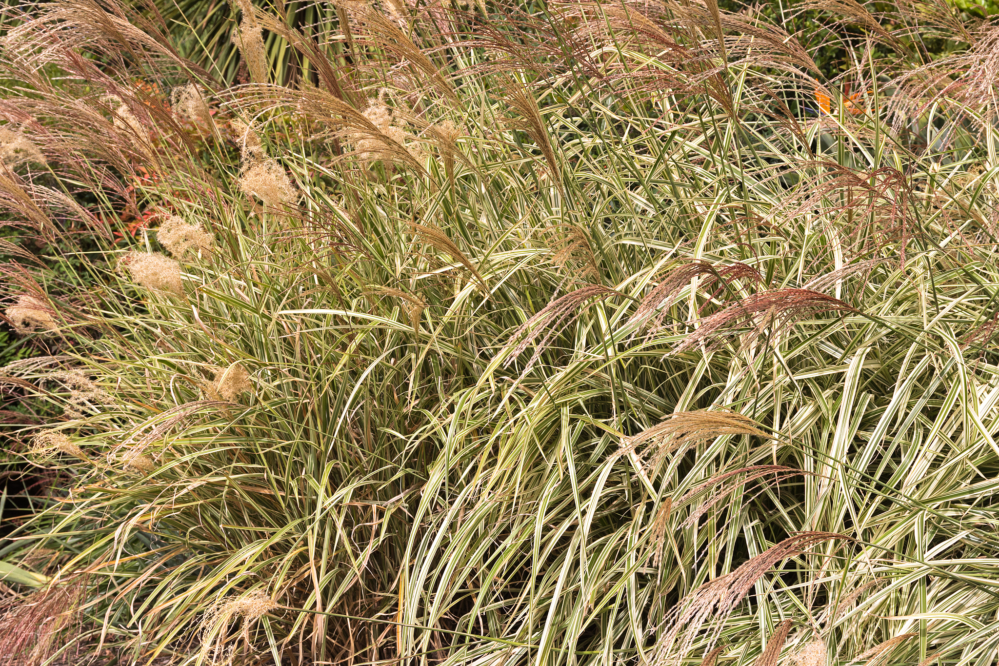 Miscanthus: Tall Grasses for Landscaping & Bioenergy