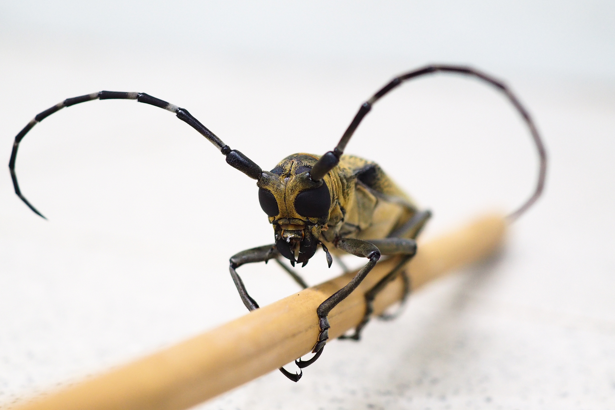 银河麒麟通过命令设置开机默认分辨率
