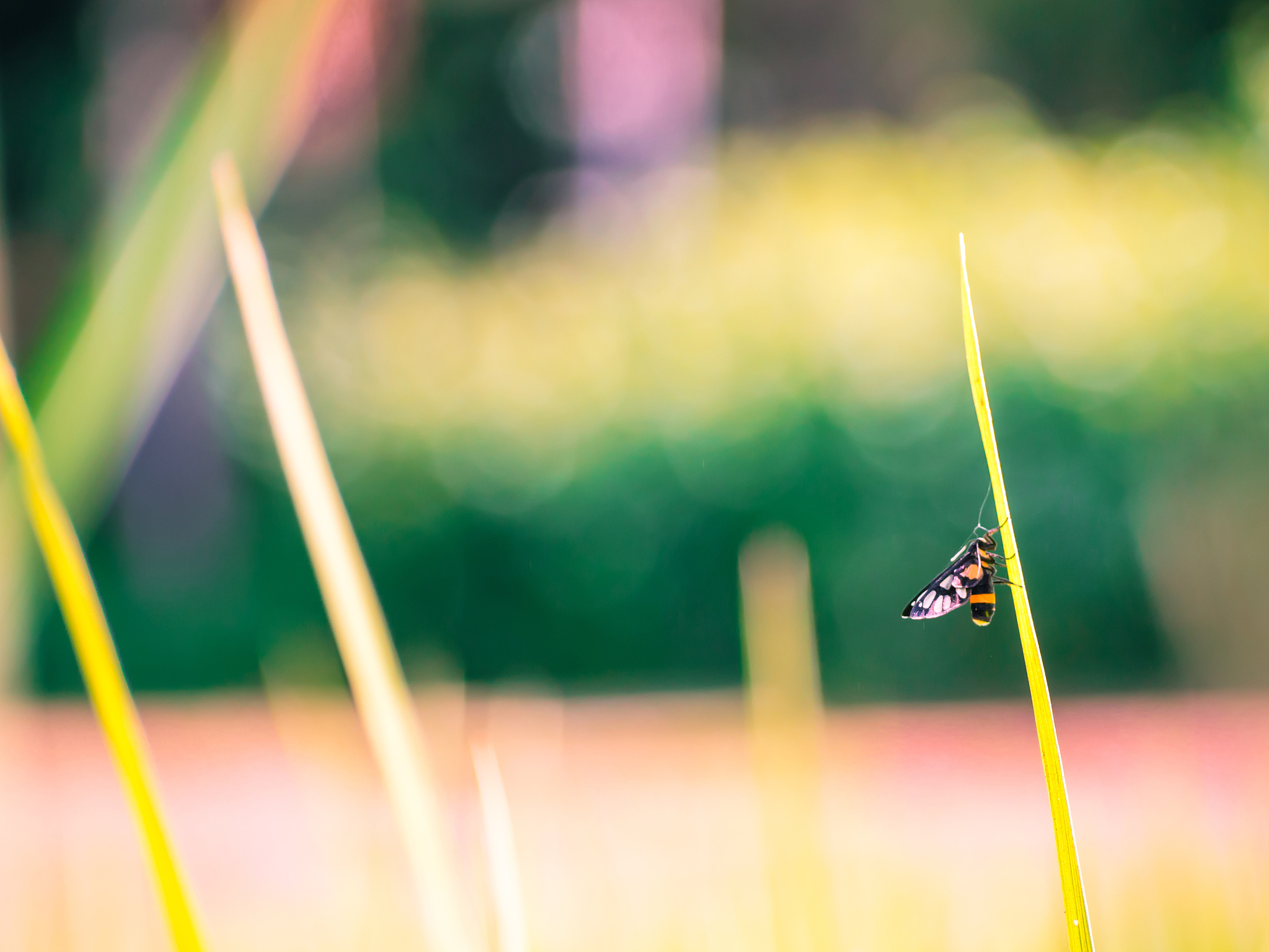 Defining Yield Potential (YP) in Maize: A Standardized Approach for Cross-Country Comparisons