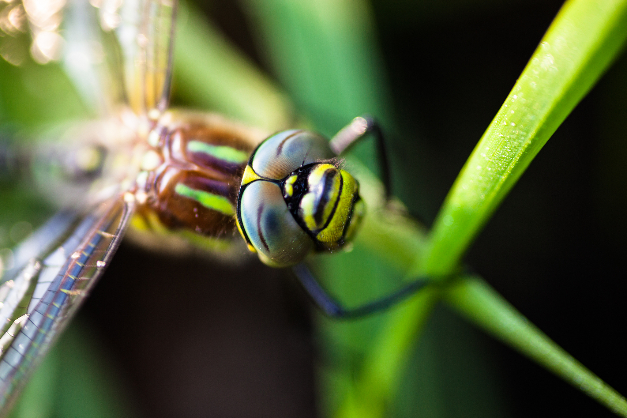 dragonfly sitting on the green grass
